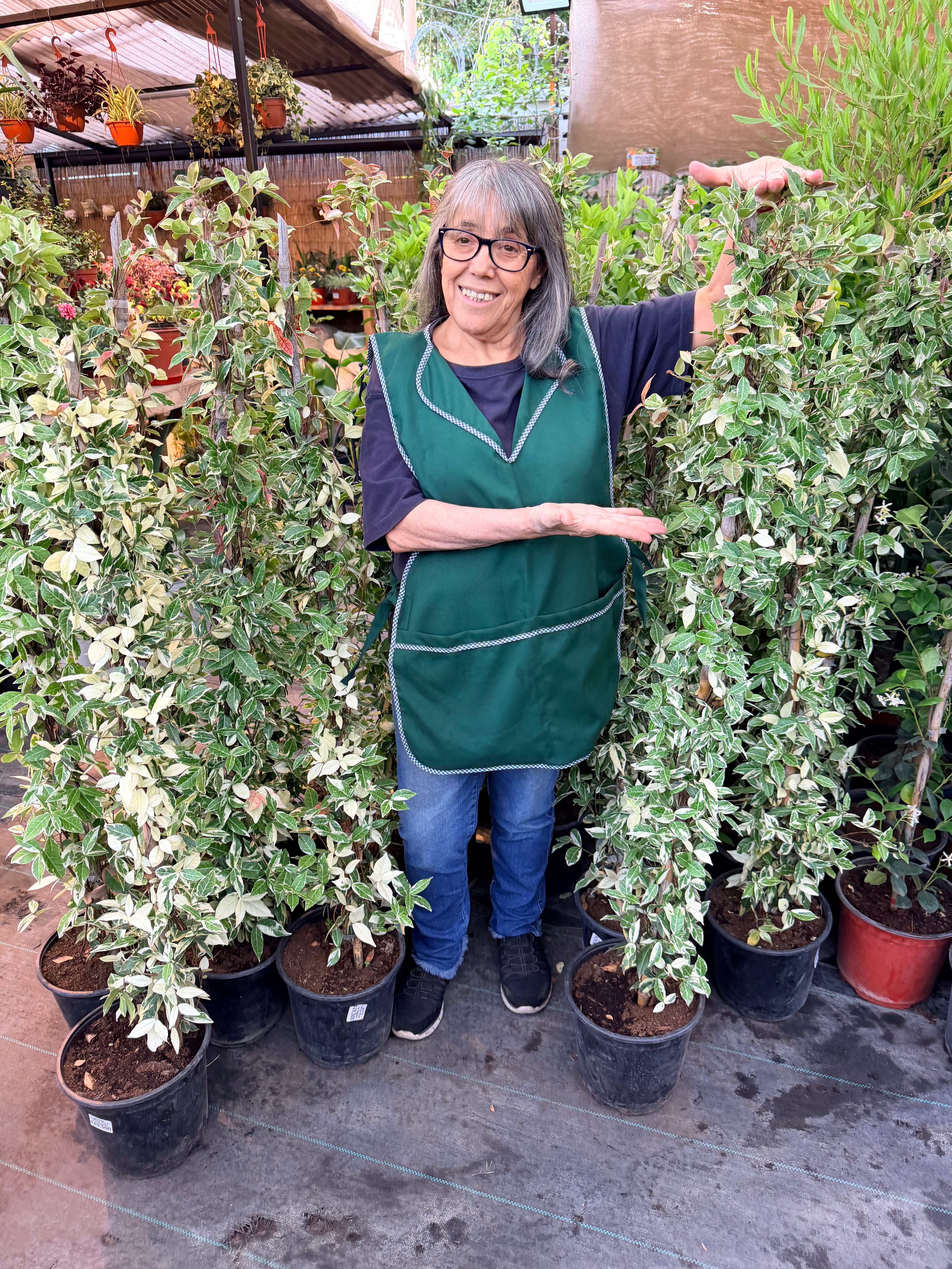 Vivero Mis Tesoros C Gloria