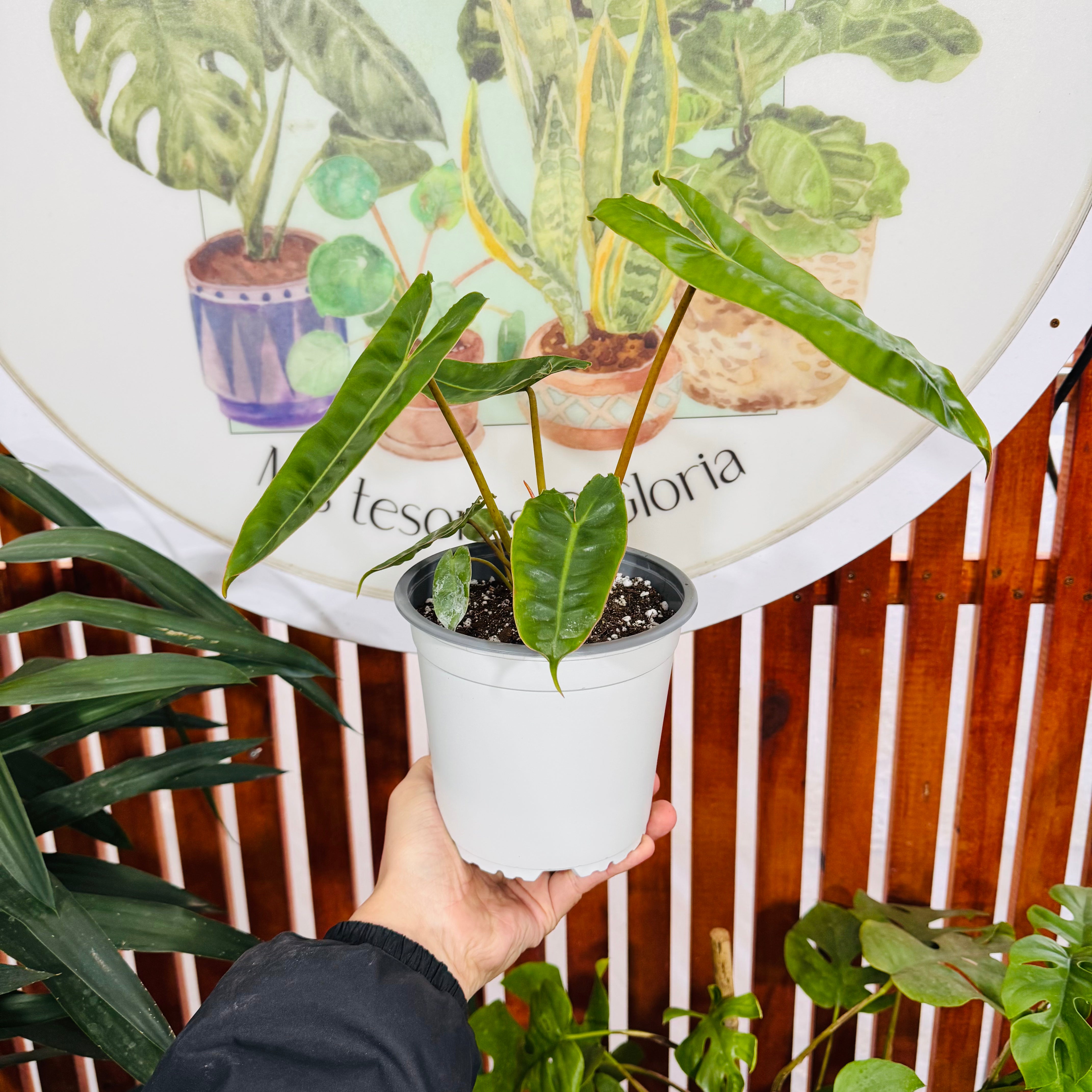 Filodendro Billitiae