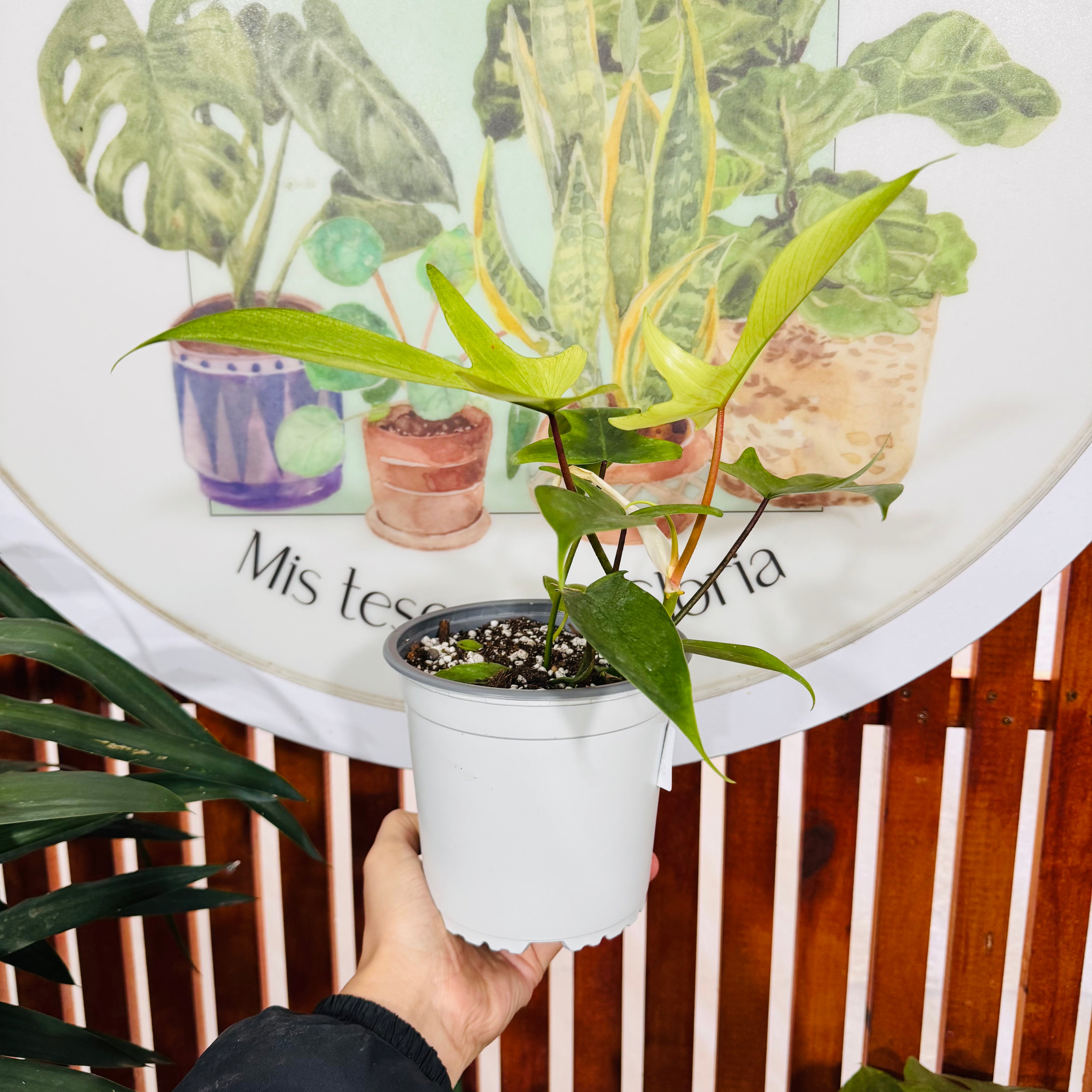 Filodendro Florida Ghost