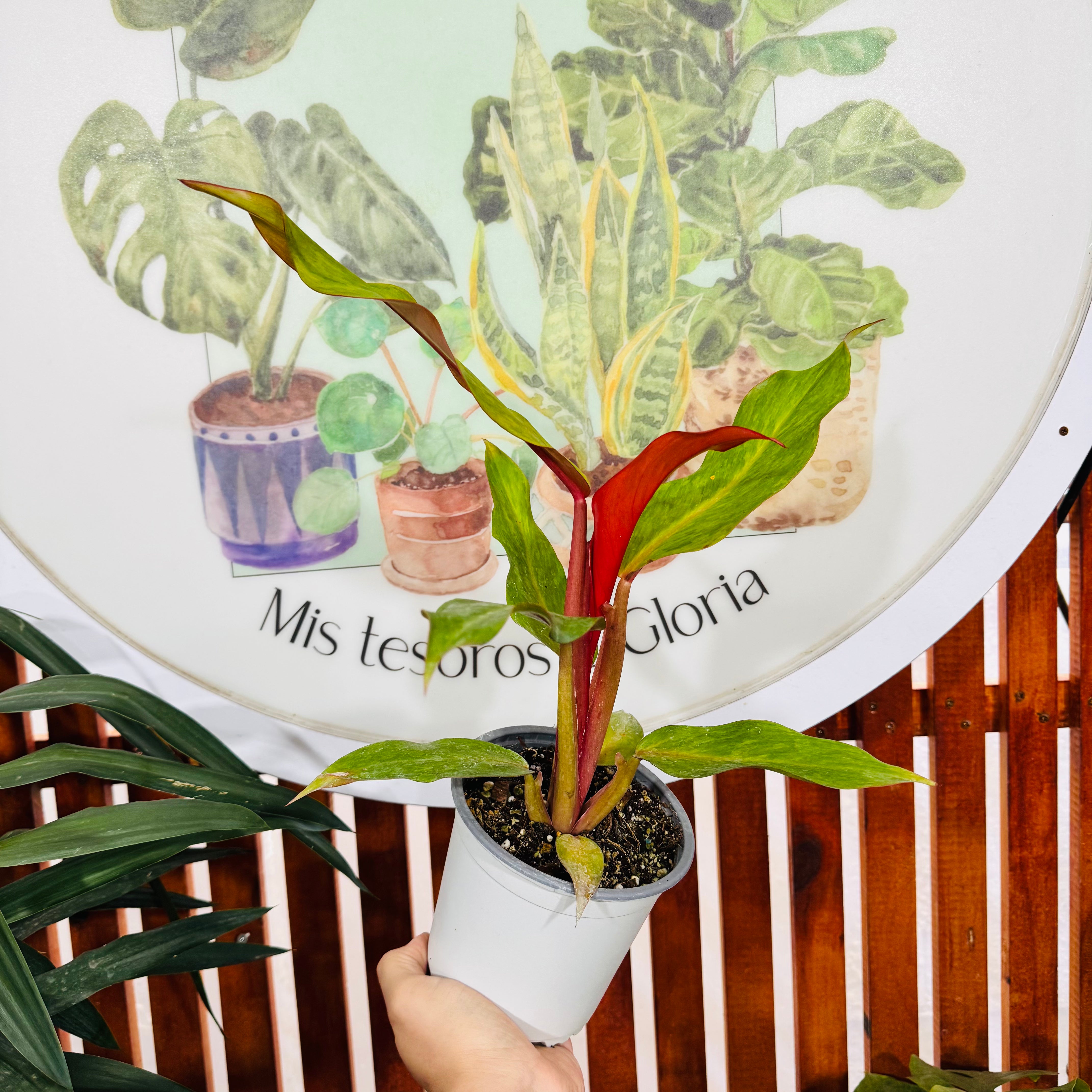 Filodendro Orange Marmalade