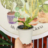 Calathea Vittata