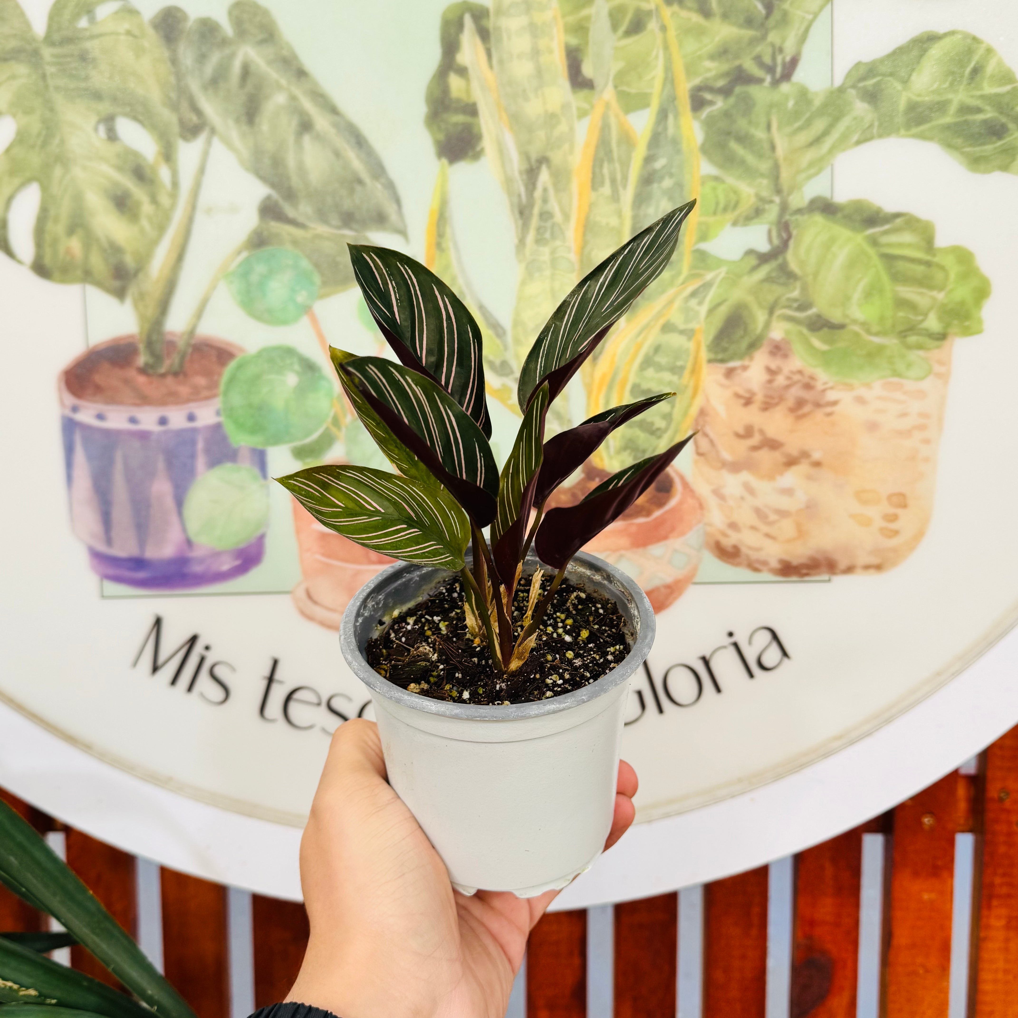 Calathea Ornata