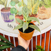 Agloenema Mukliamthong