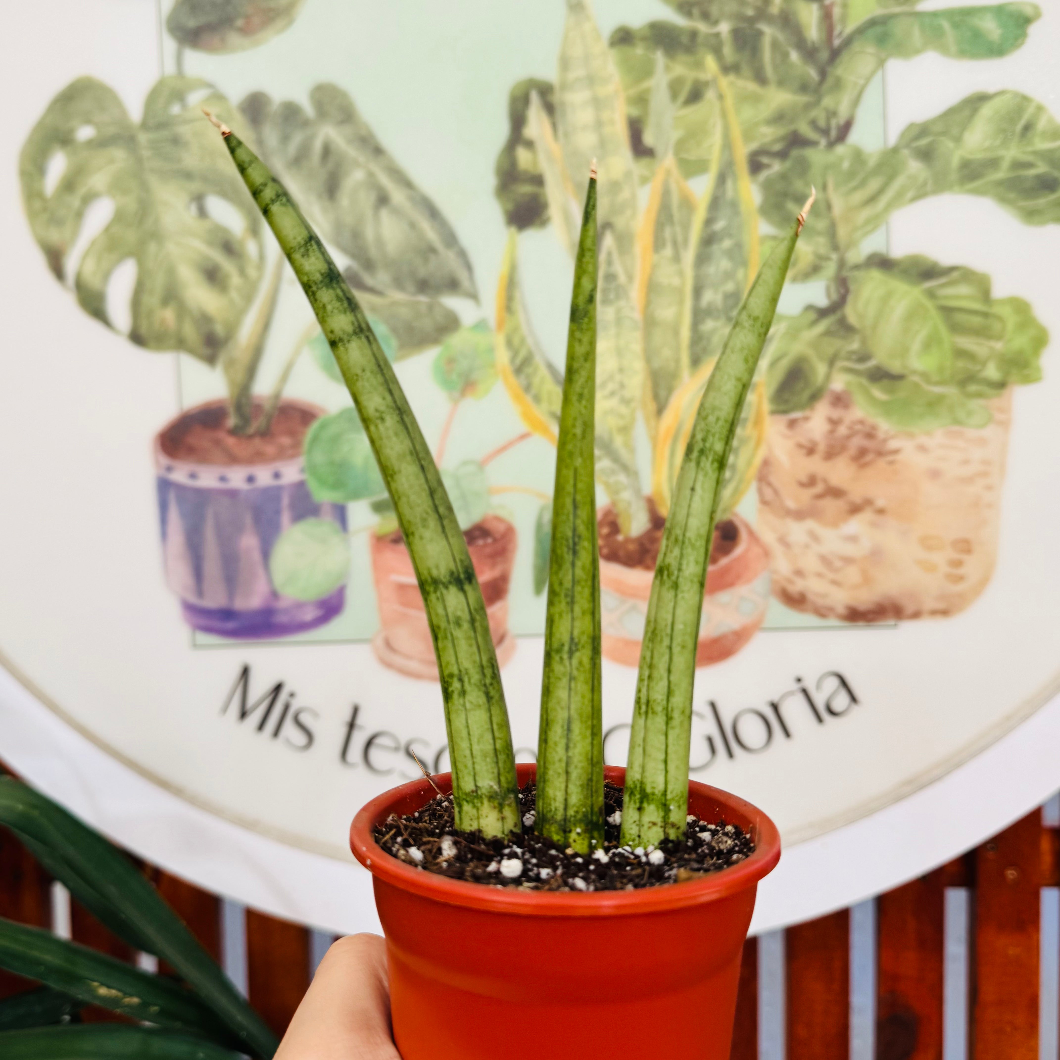 Sansevieria Cylindrica mini