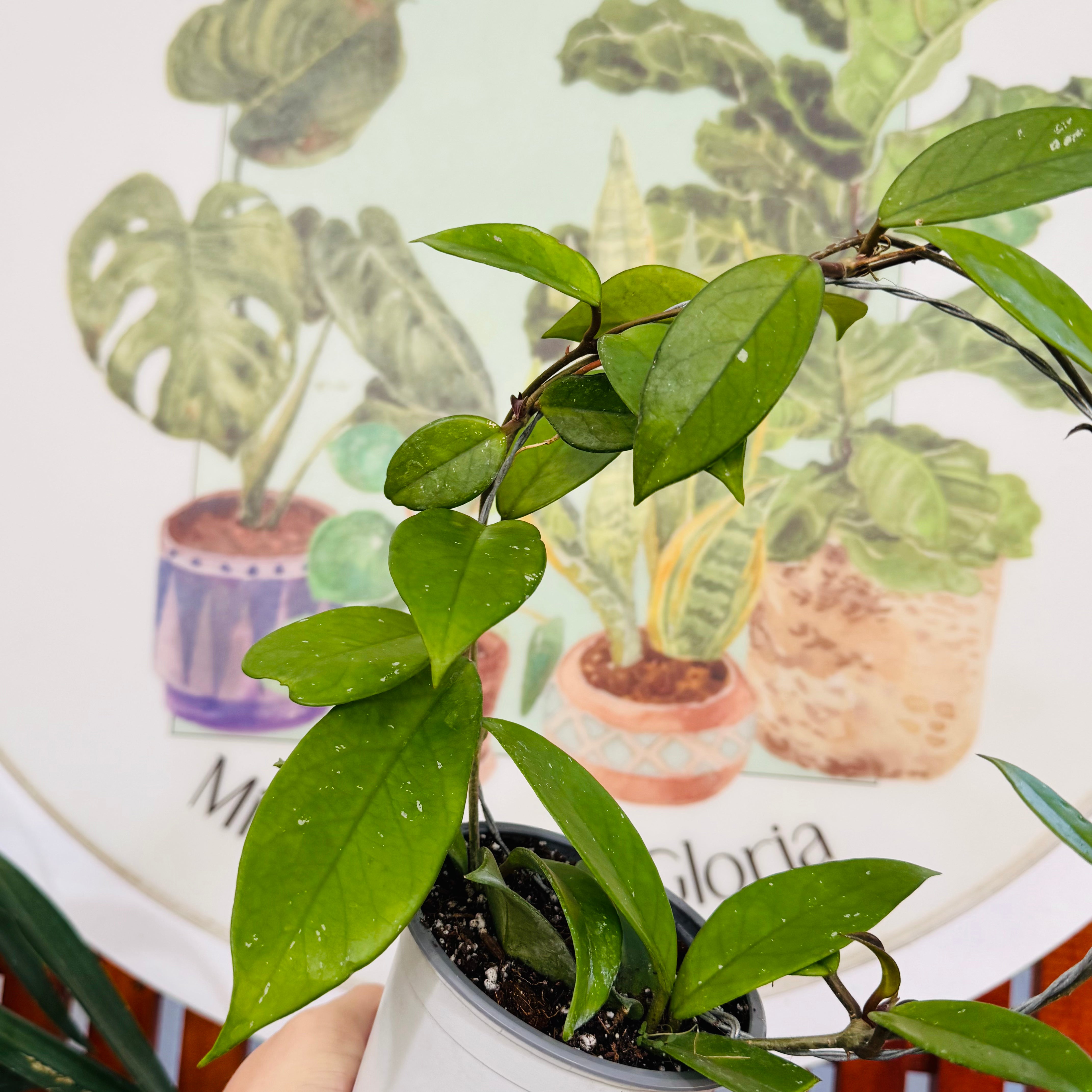 Clepia "hoya carnosa" con tutor