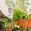 Monstera Adansonni XL