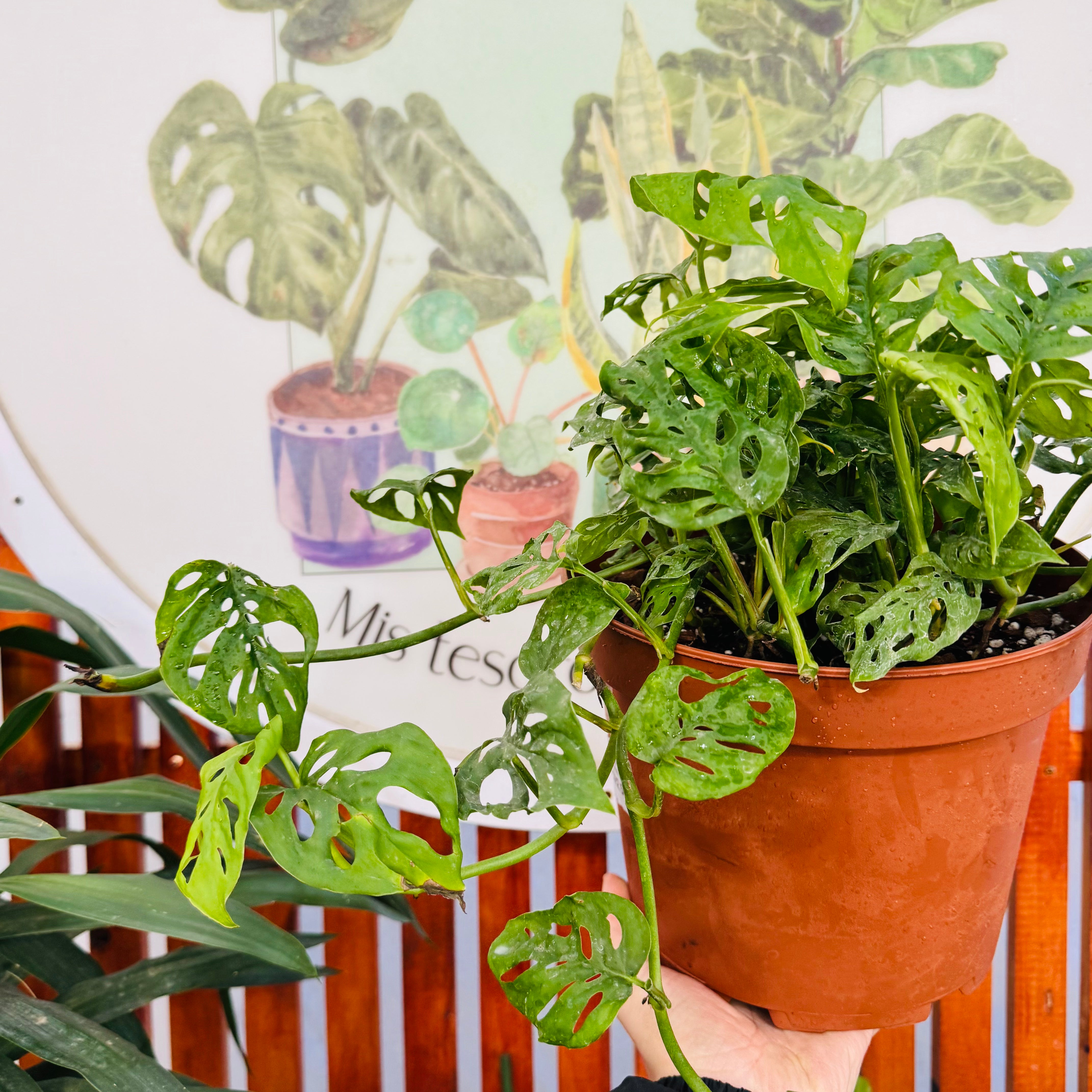 Vivero Mis Tesoros C Gloria