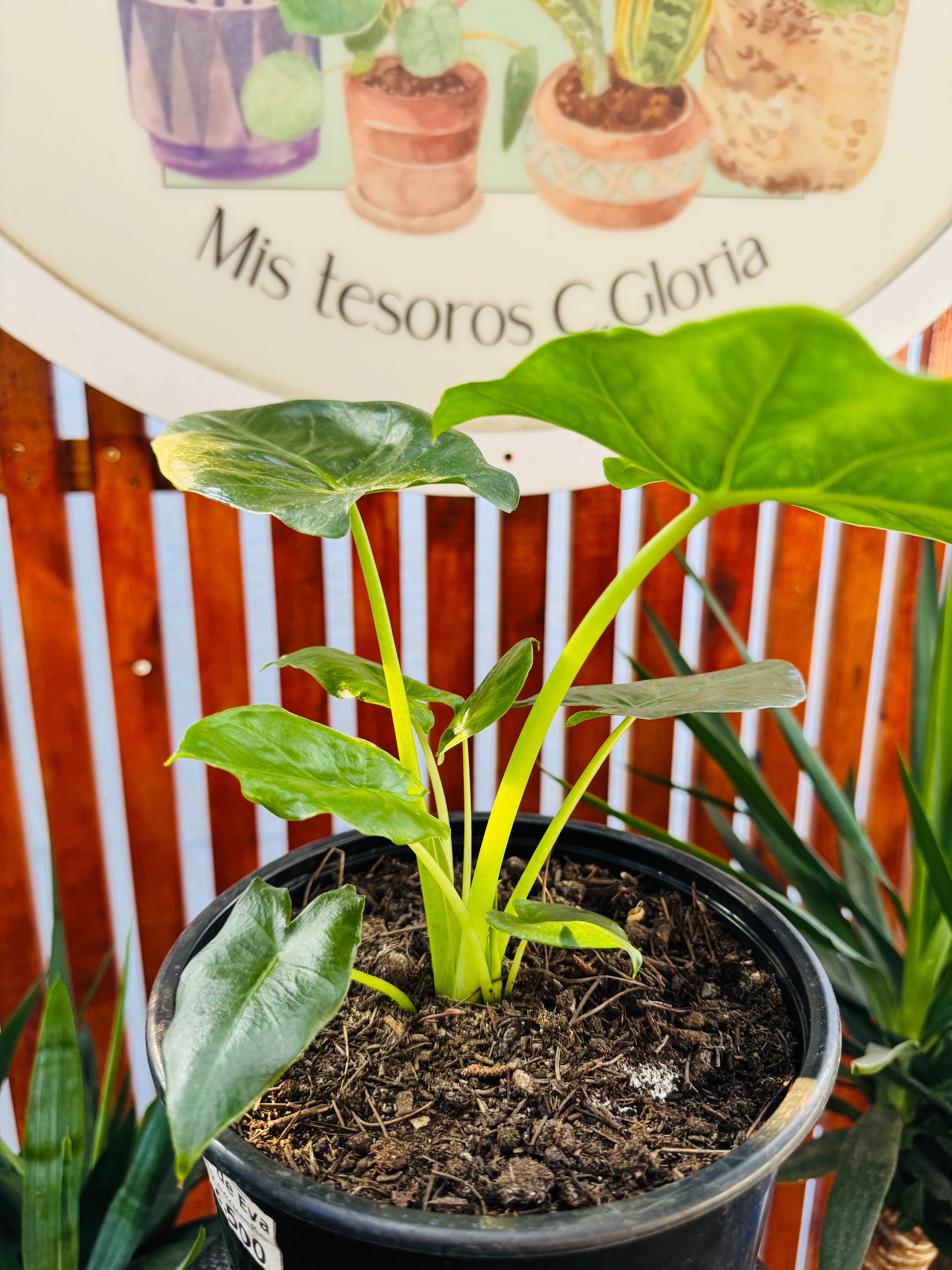 Vivero Mis Tesoros C Gloria