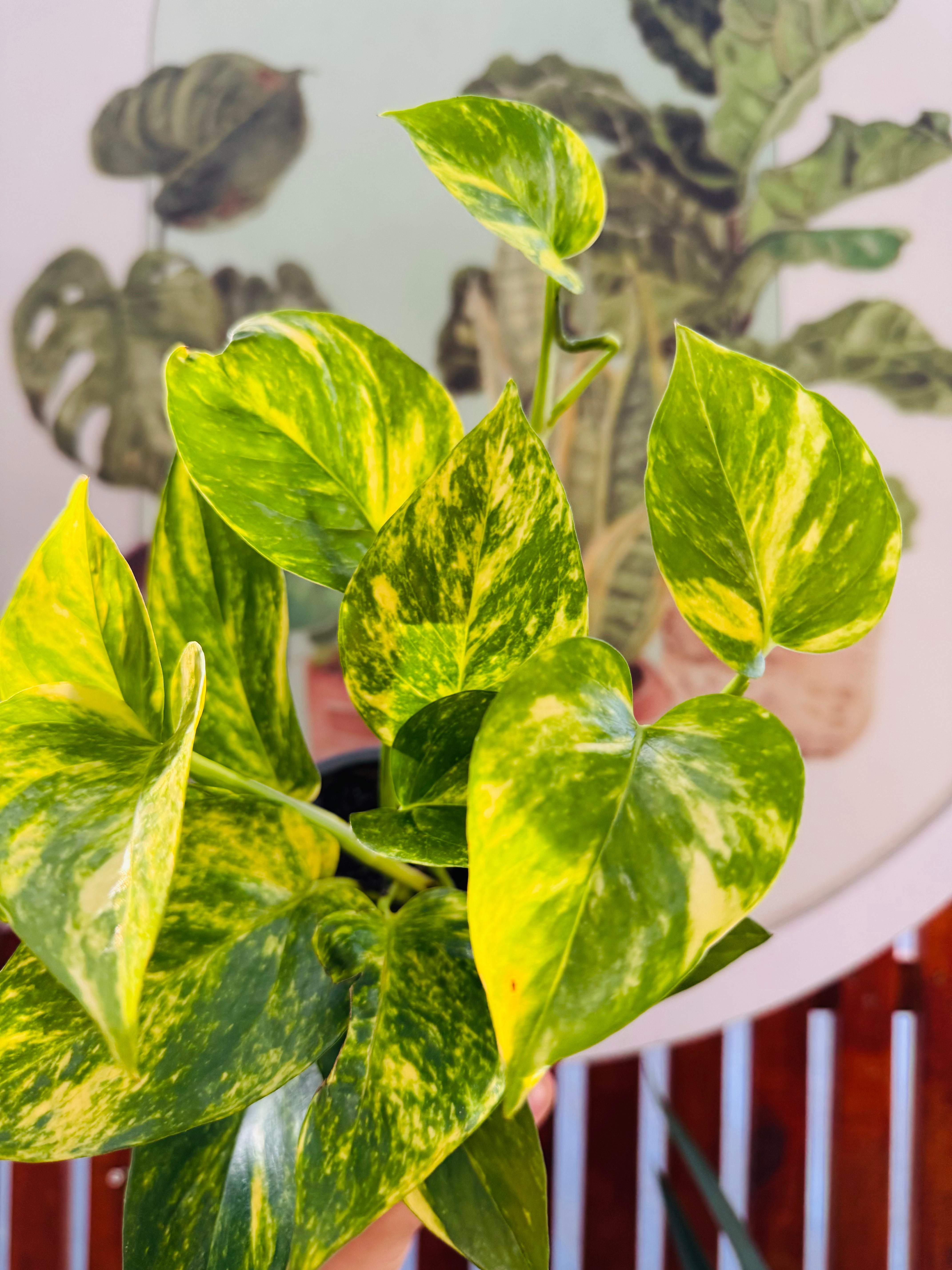 Pothus Gold