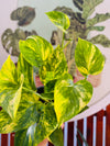 Pothus Gold
