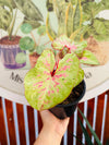 Caladium formato Mediano