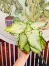 Caladium Formato Grande