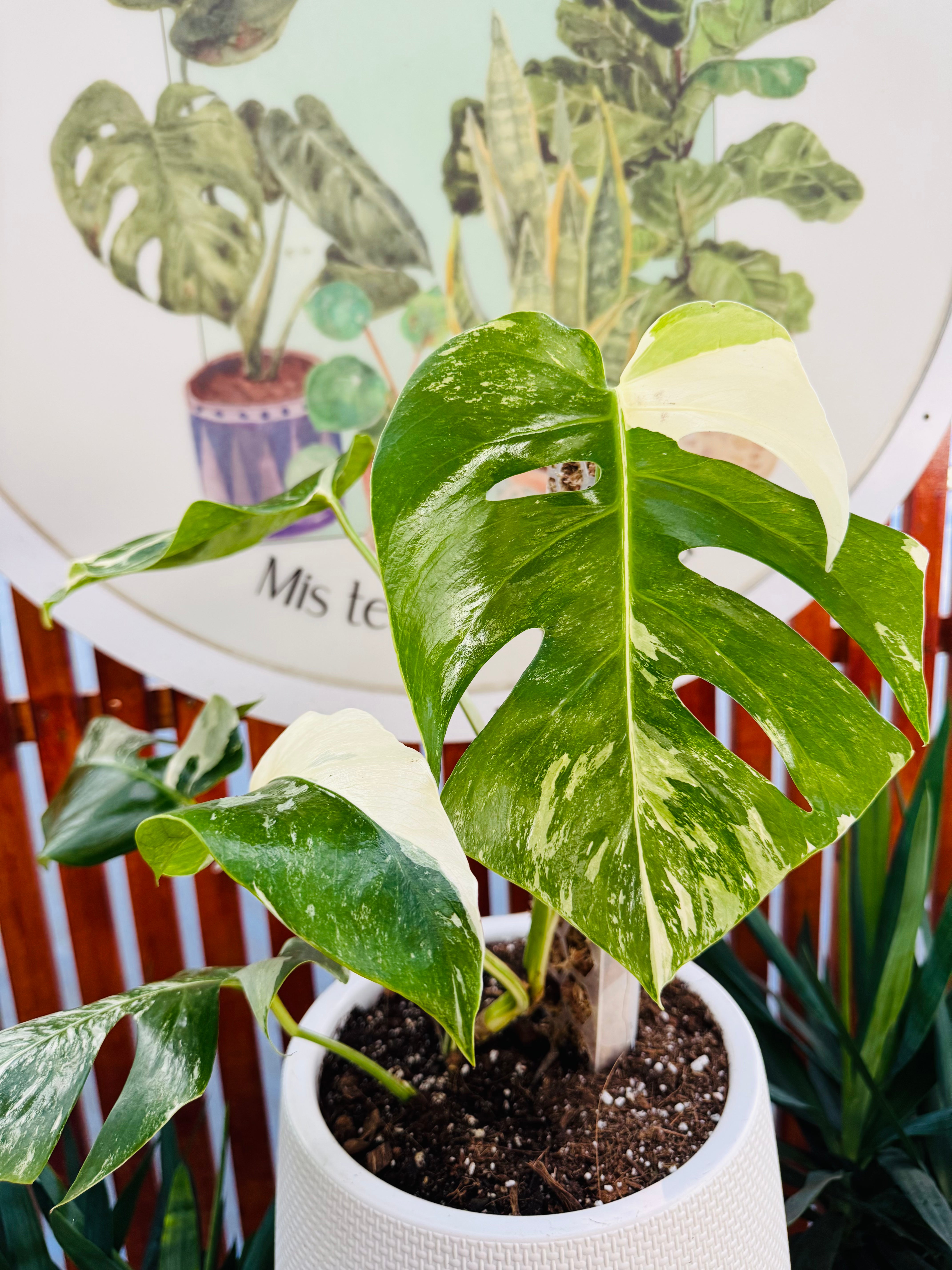 Monstera Albo Variegada