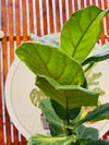 Ficus Lyrata