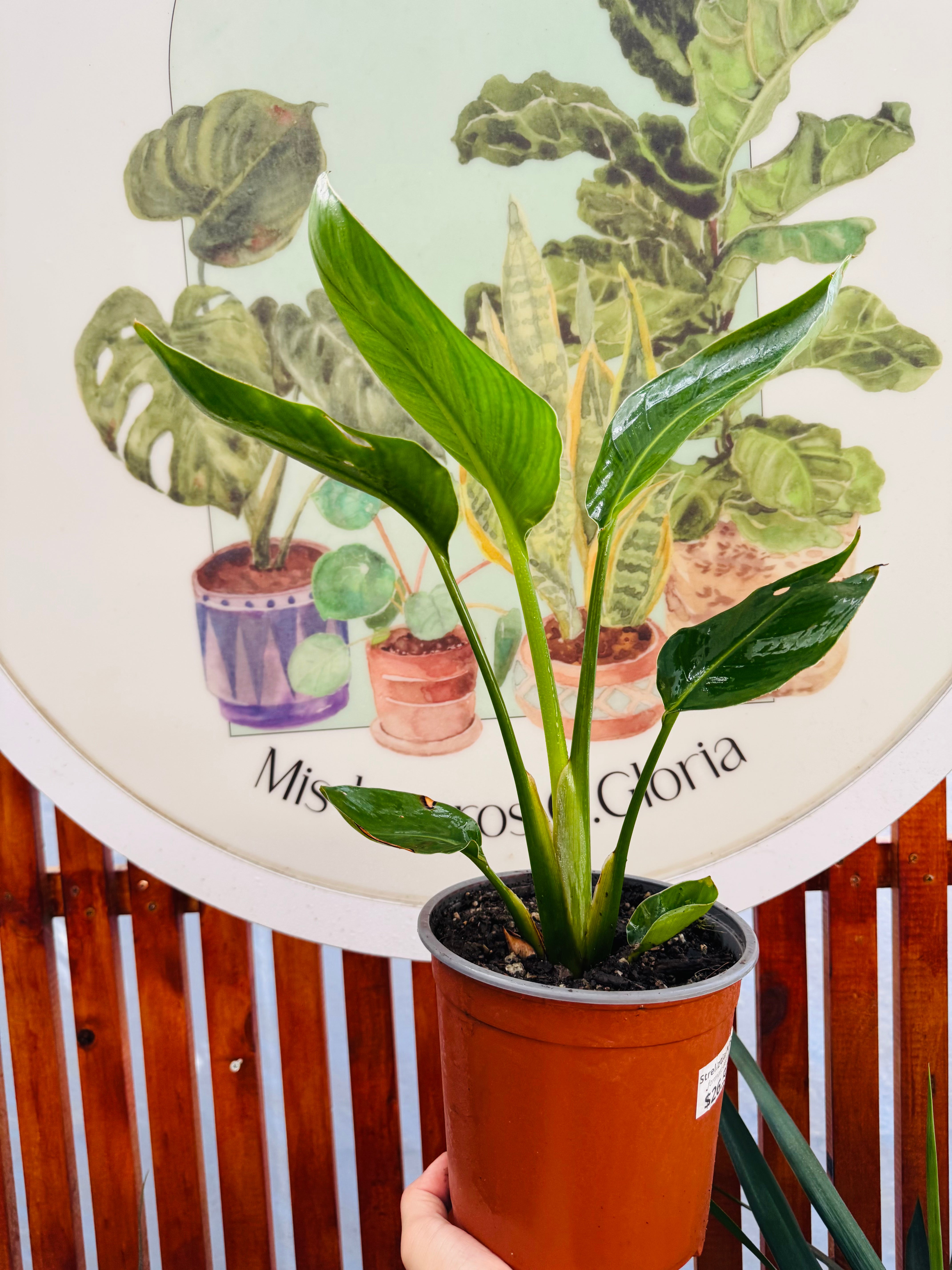 Strelitzia Nicolai