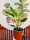 Strelitzia Nicolai