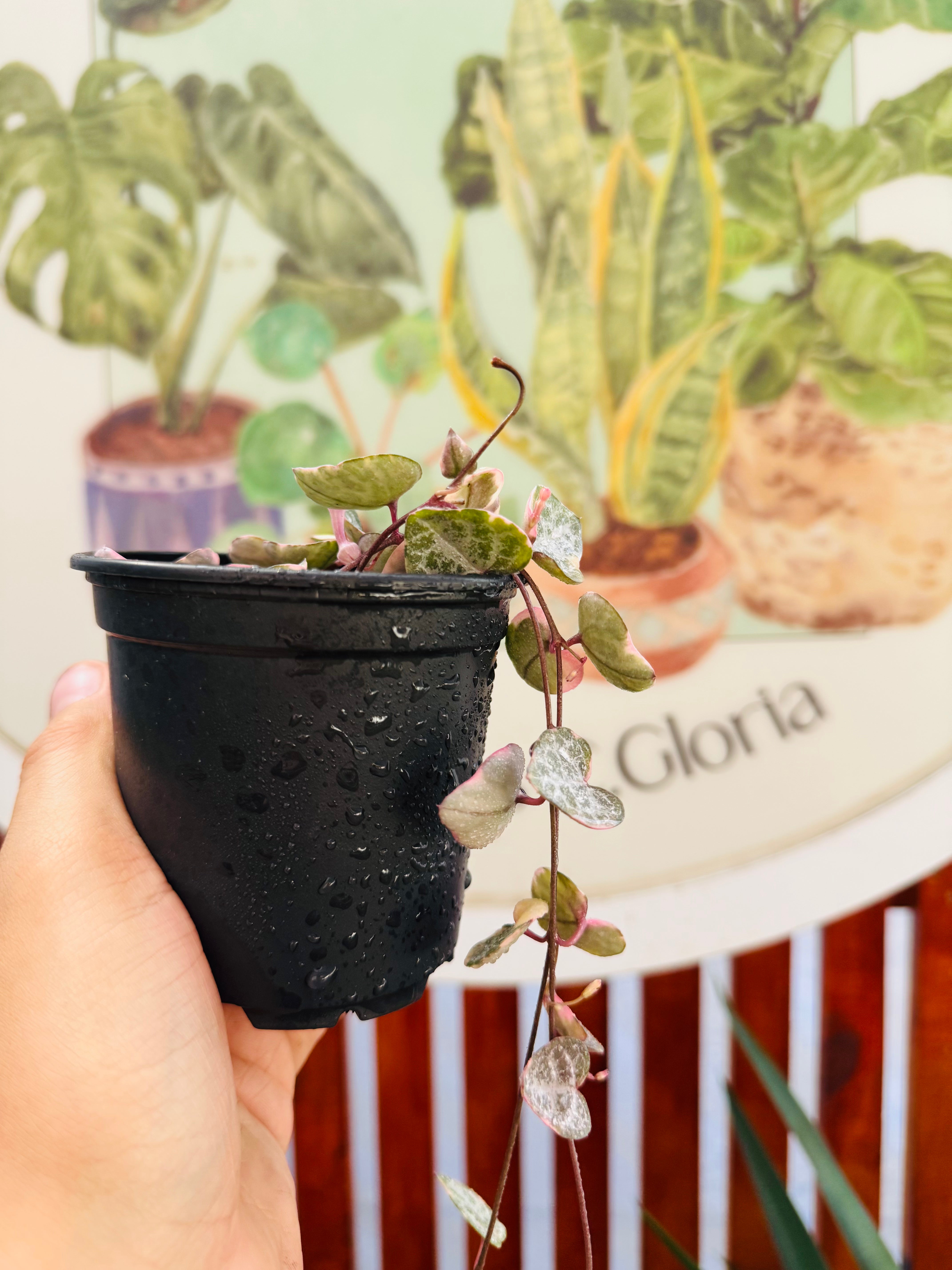 Ceropegia Woodi Variegada