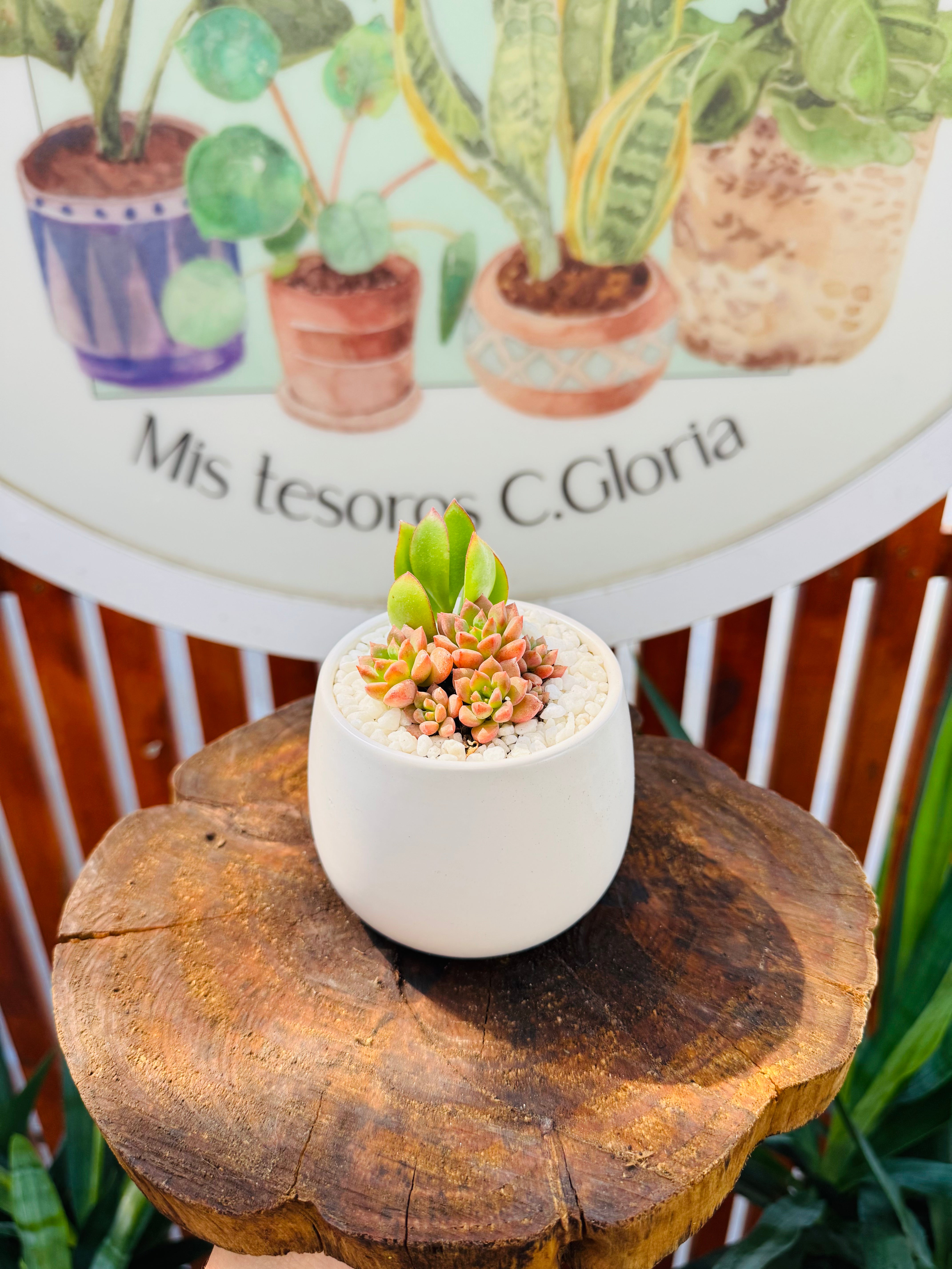 Vivero Mis Tesoros C Gloria