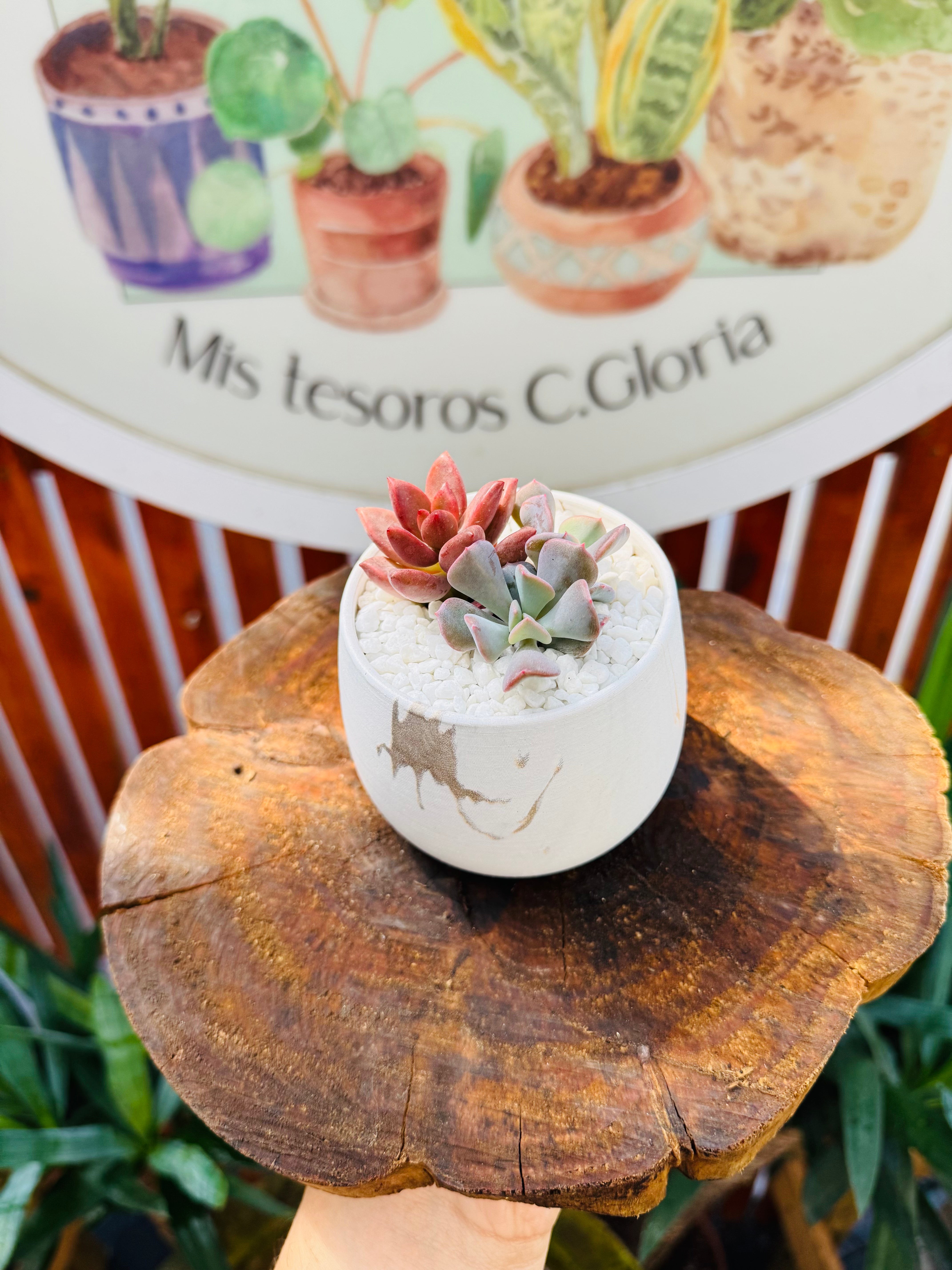 Vivero Mis Tesoros C Gloria
