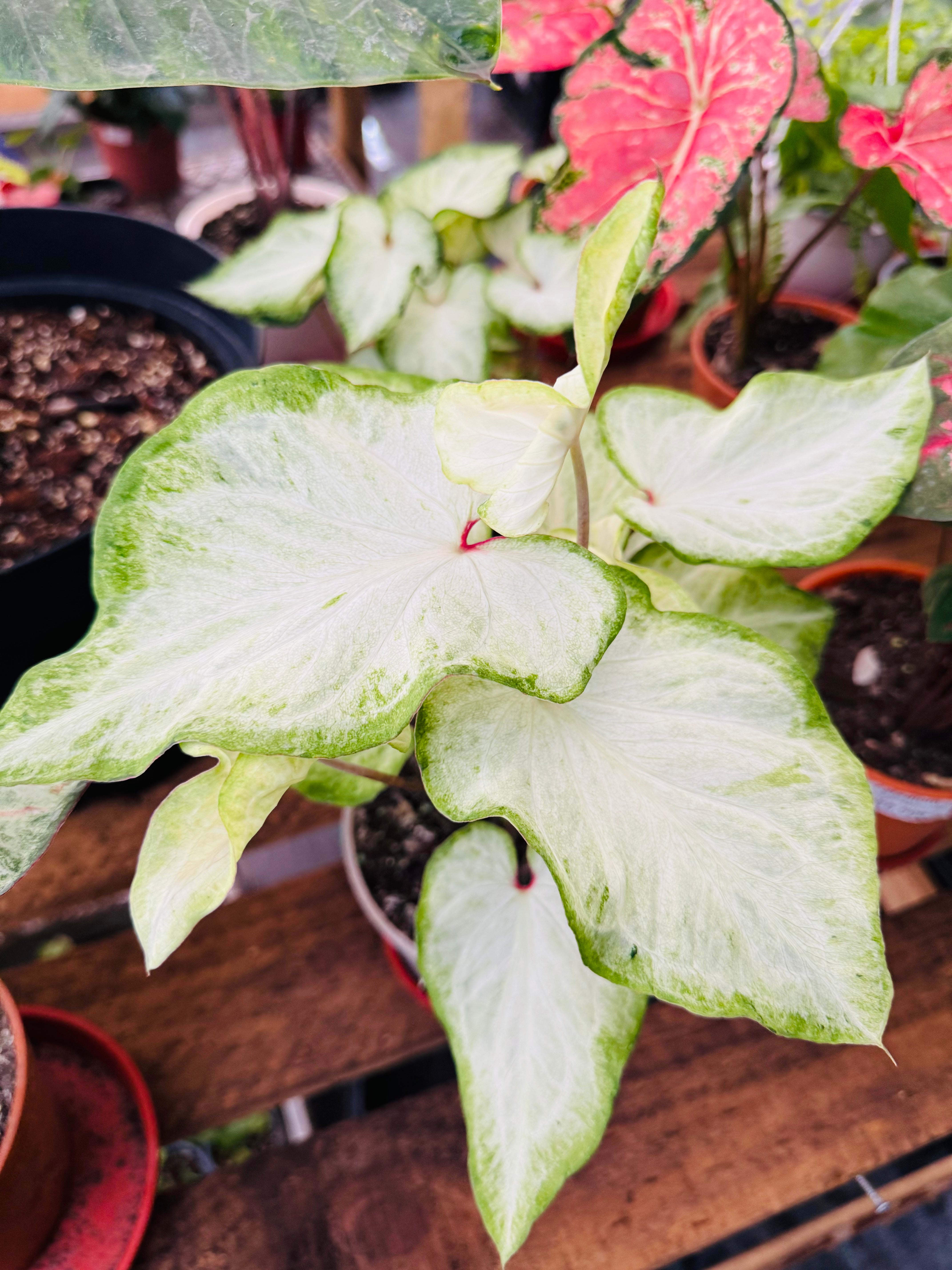 Vivero Mis Tesoros C Gloria