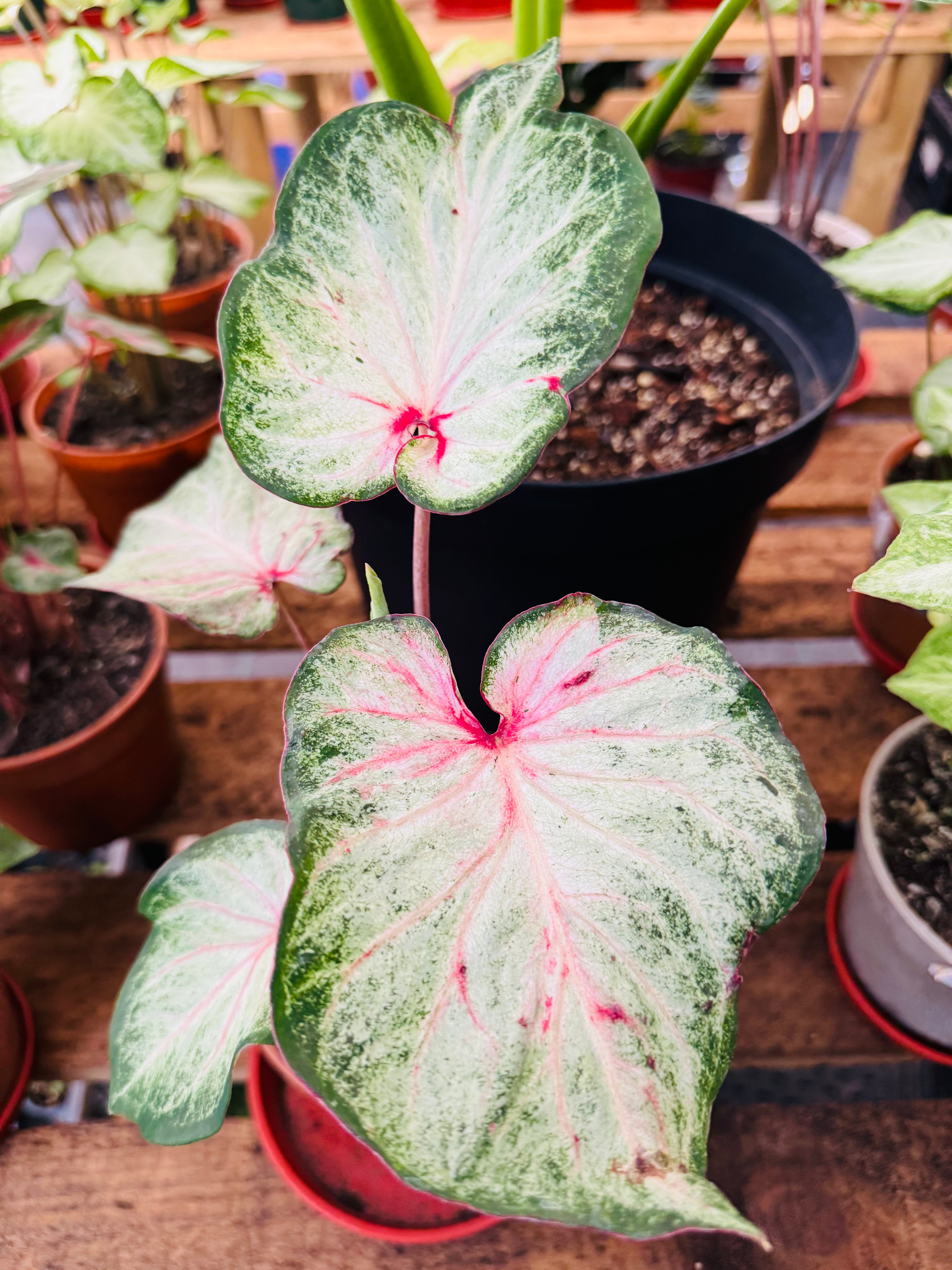 Vivero Mis Tesoros C Gloria