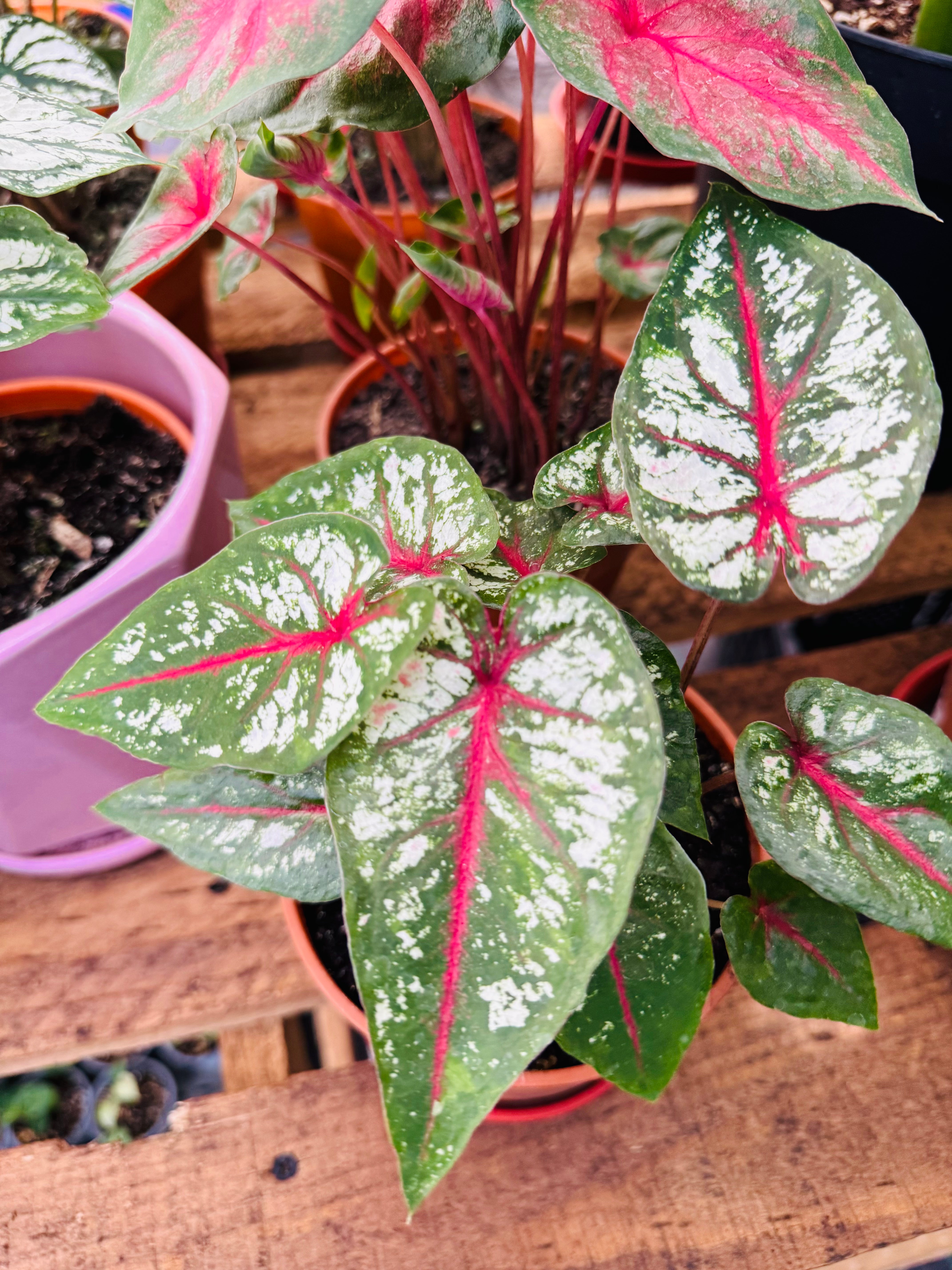 Vivero Mis Tesoros C Gloria