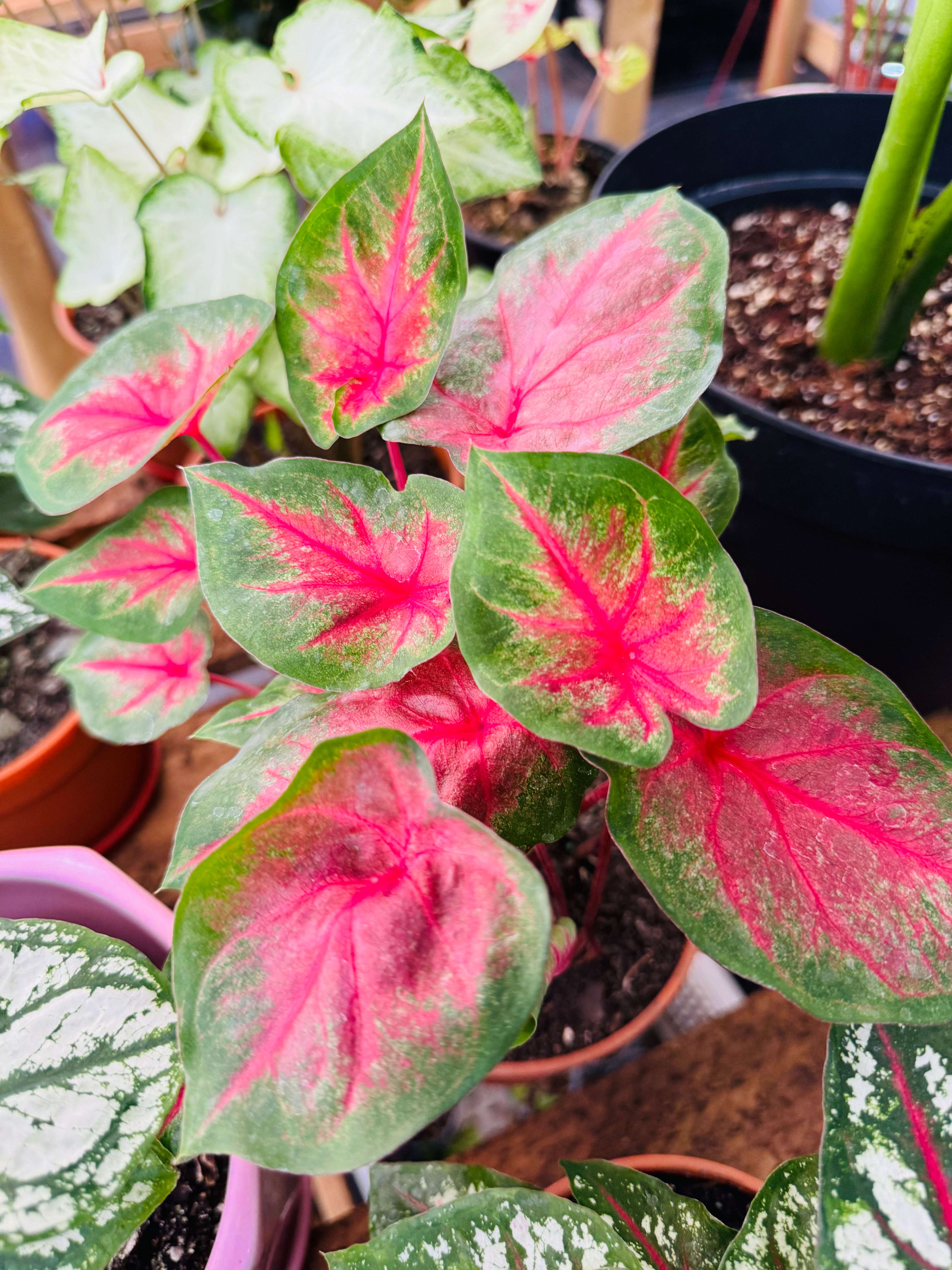 Caladium Formato Grande