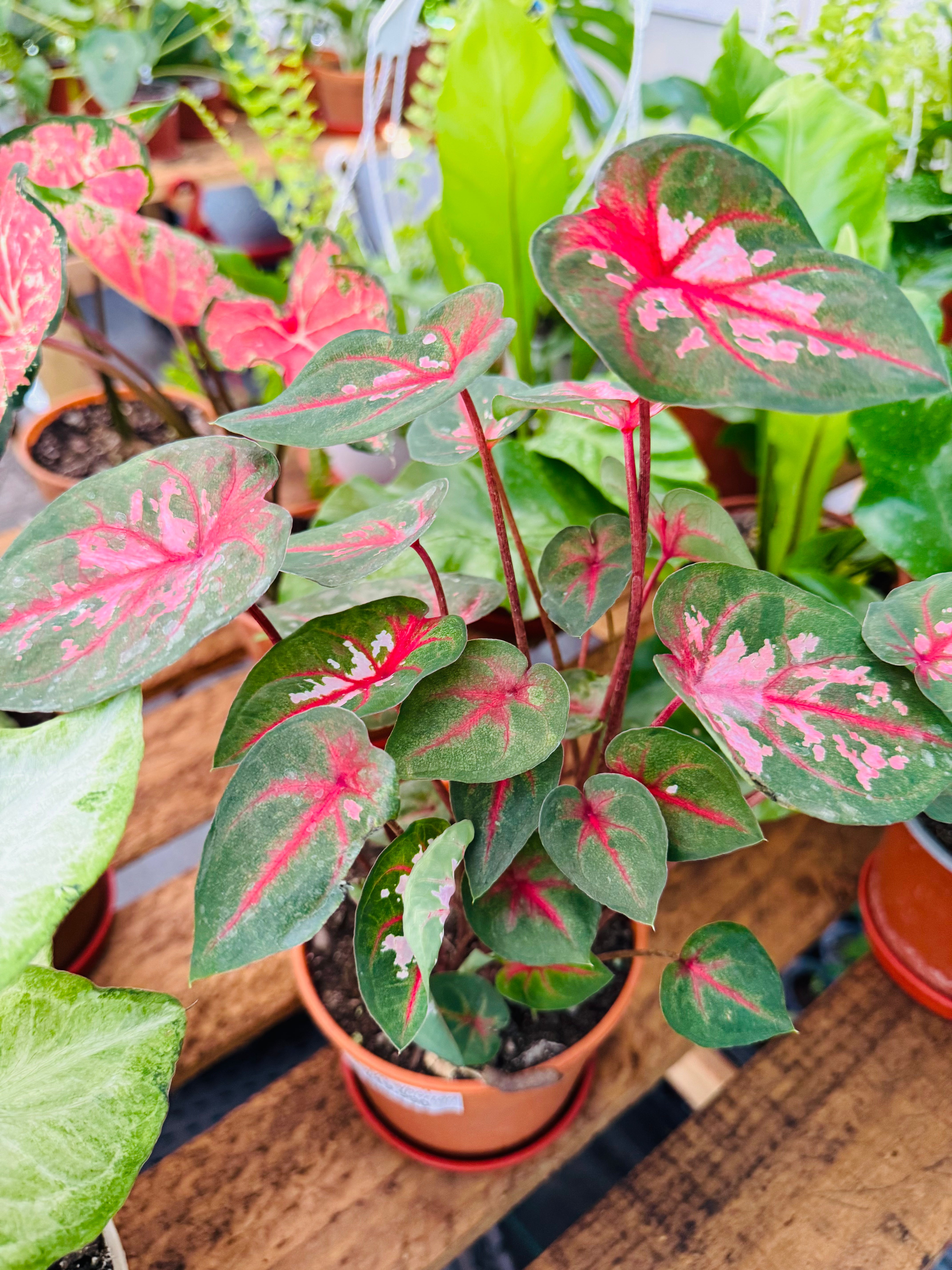 Vivero Mis Tesoros C Gloria