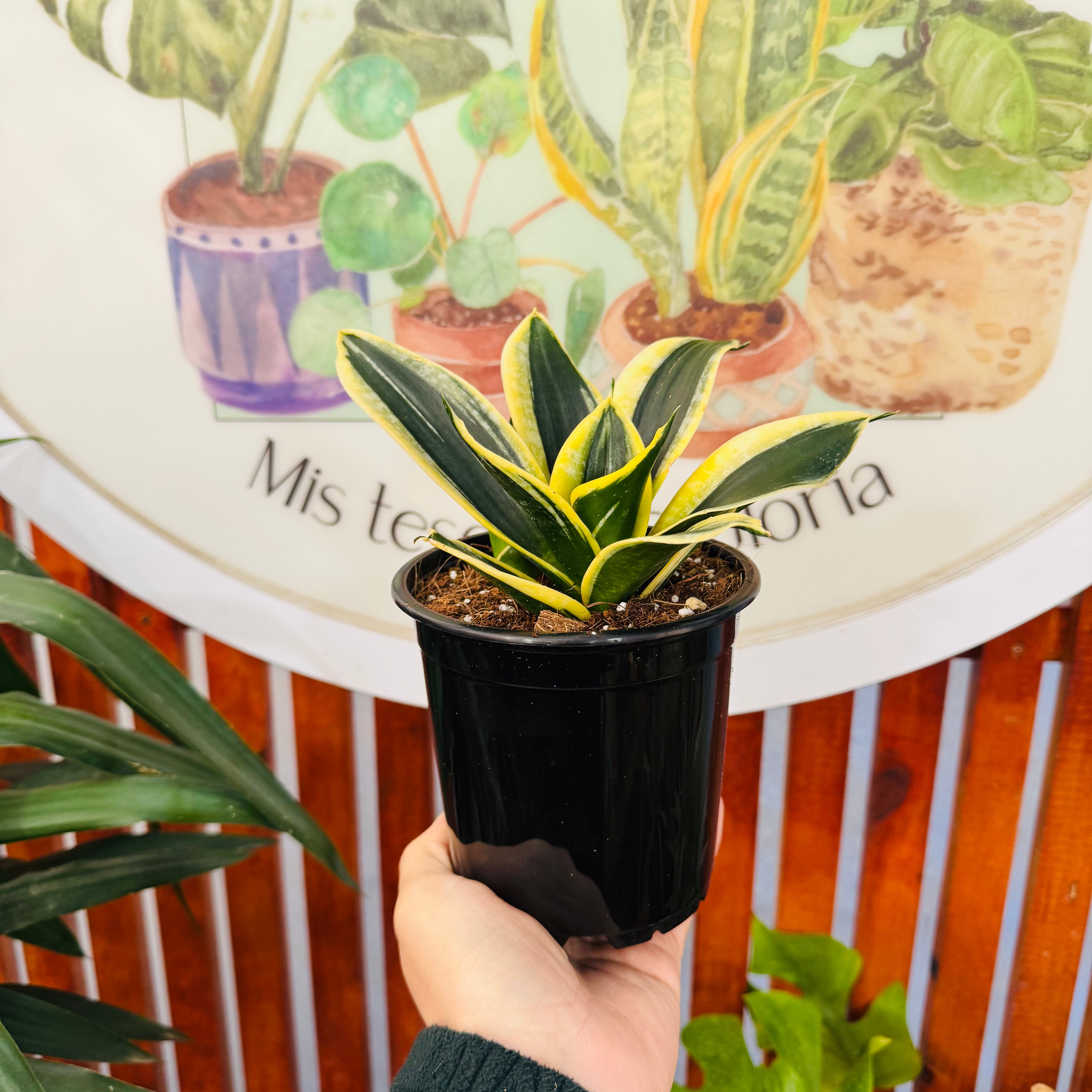 Sansevieria Hahinni/Compacta Black Dragon