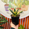 Sansevieria Hahinni/Compacta Black Dragon