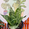 Sansevieria Hahinni/Compacta Green