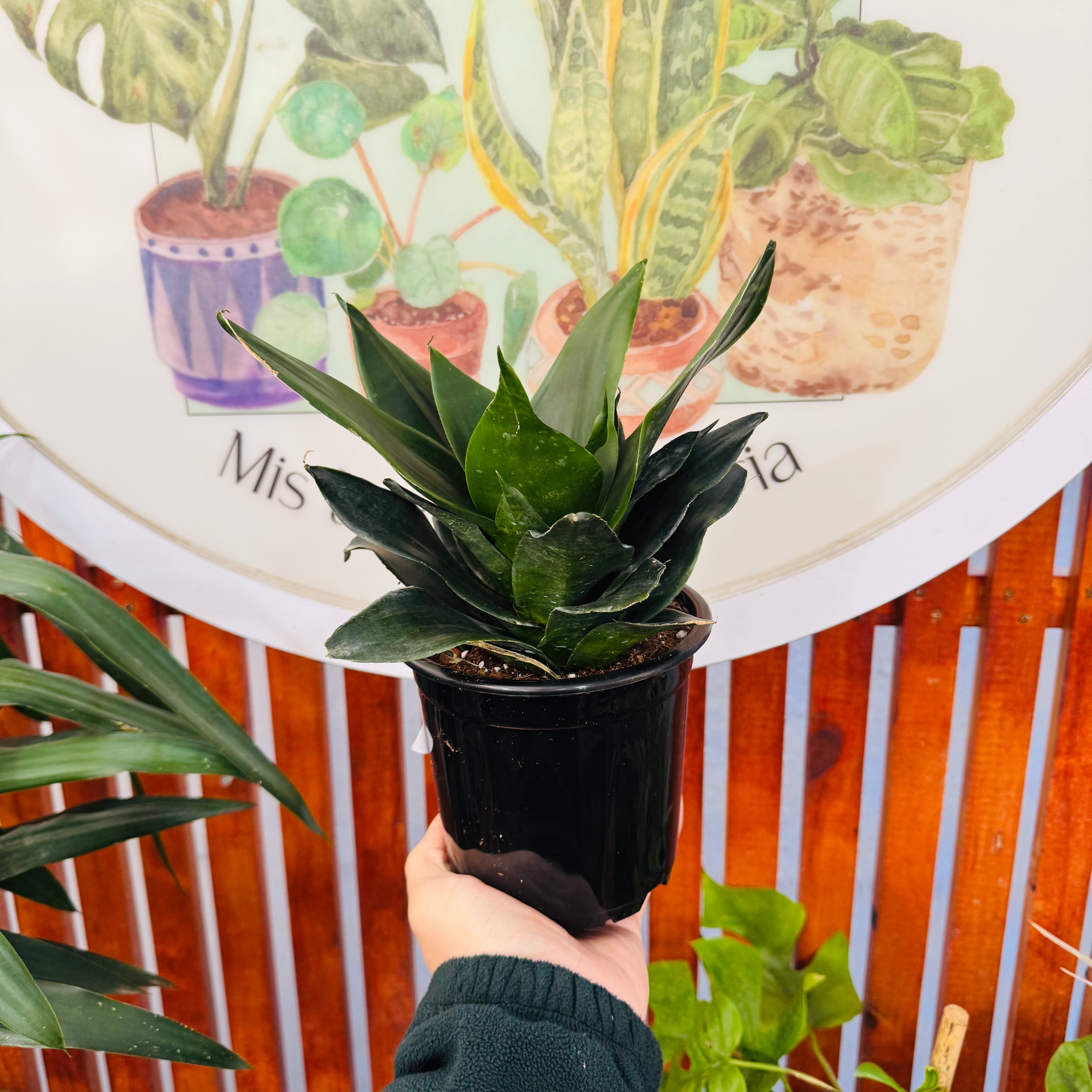 Sansevieria Hahiini/Compacta Jade