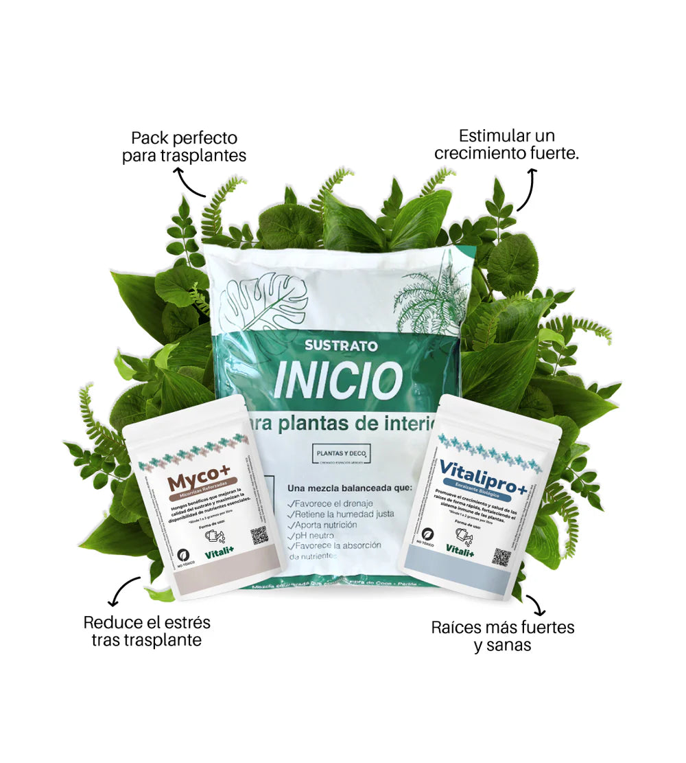 Vivero Mis Tesoros C Gloria