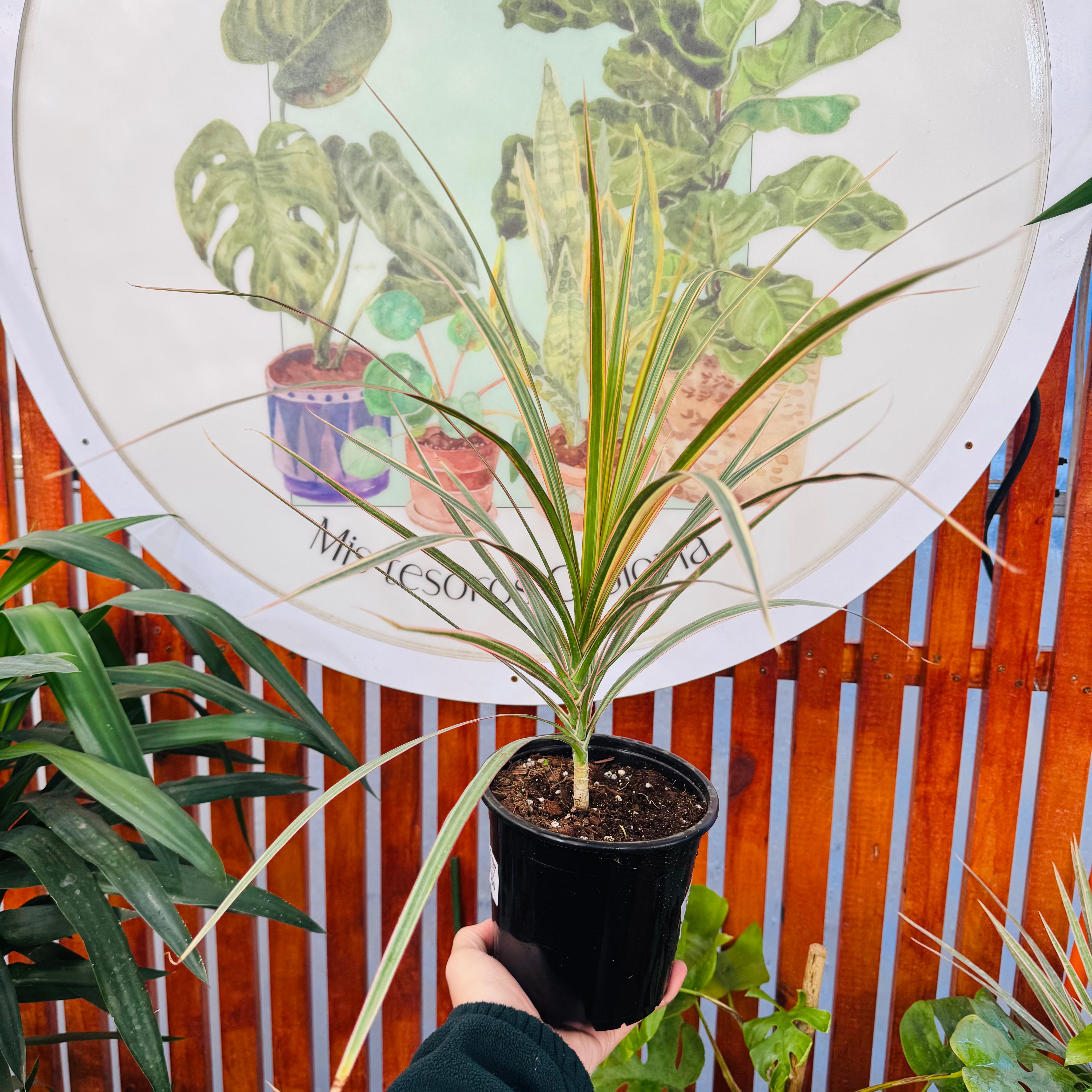 Dracena Marginata Tricolor