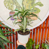 Dracena Warneckii Surprise