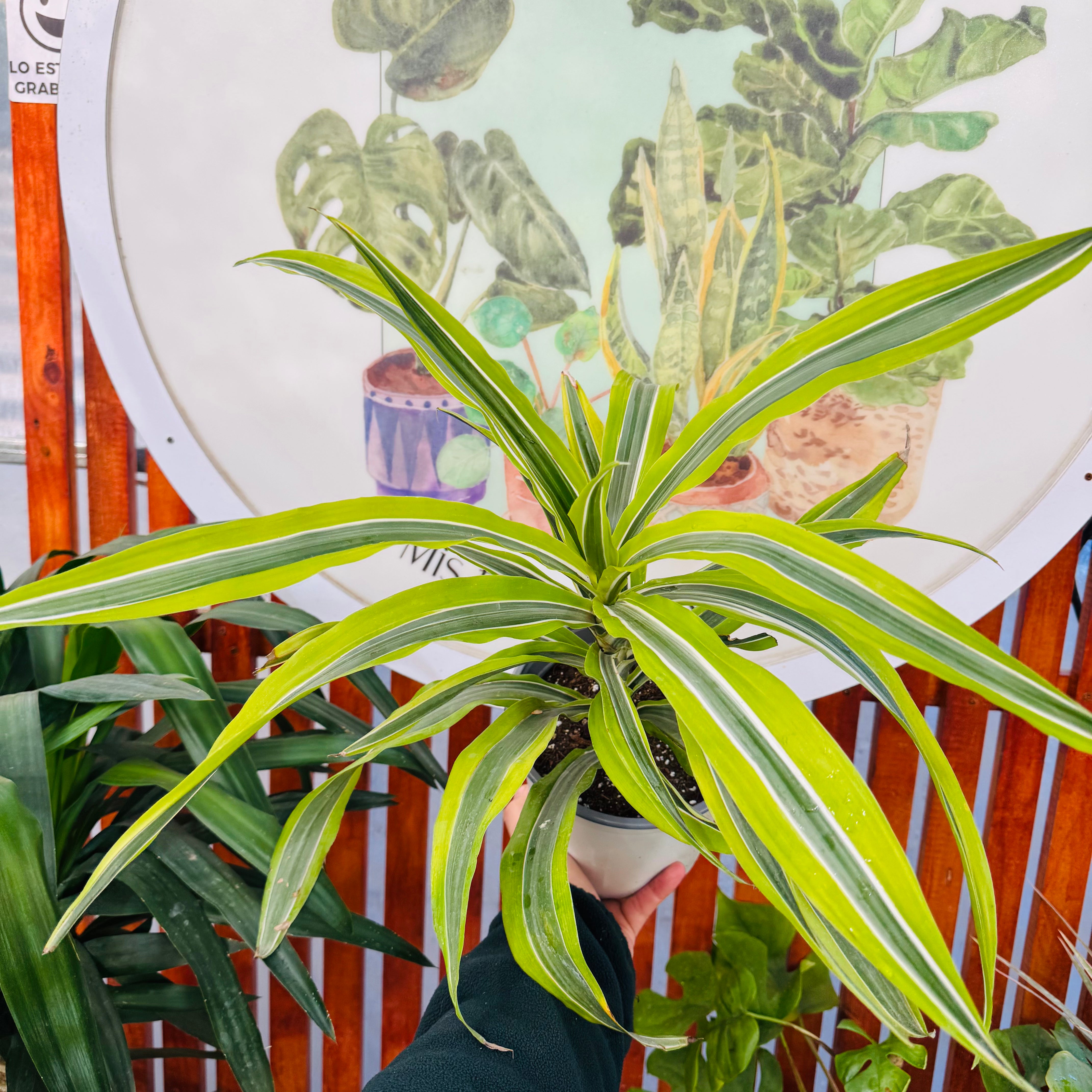 Dracanea Lemon Lime