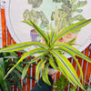 Dracanea Lemon Lime