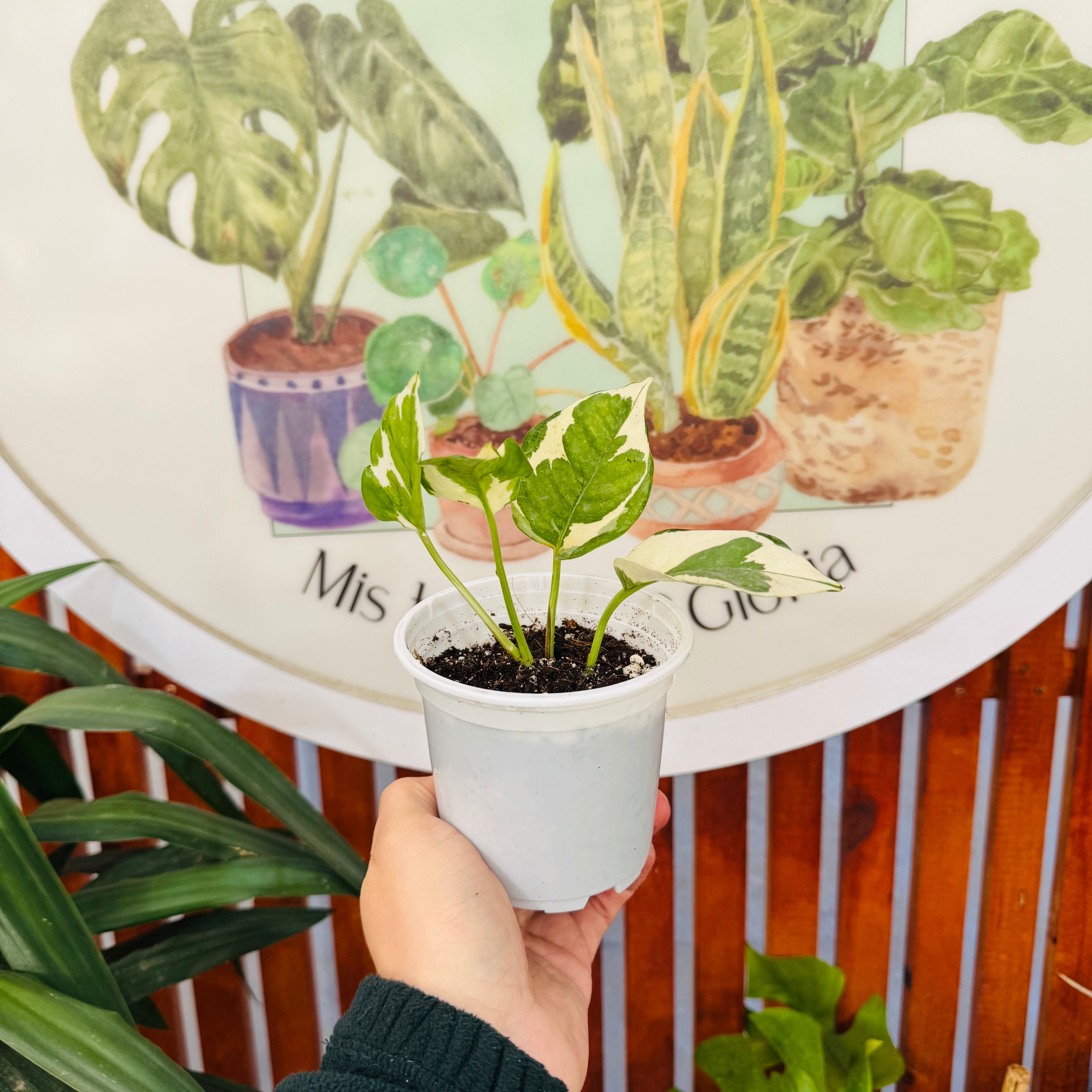 Pothus Njoy