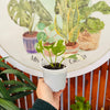Pothus Njoy