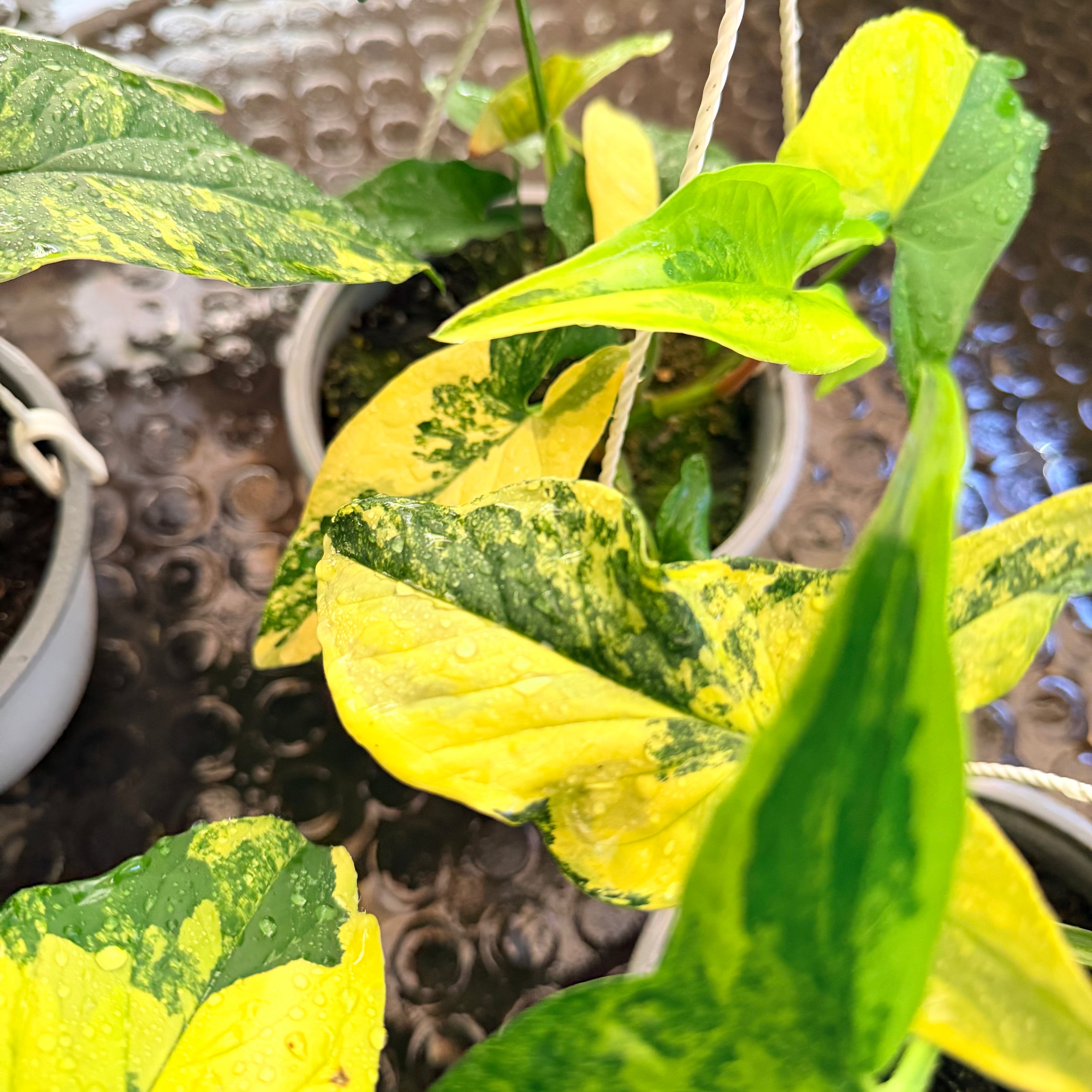 Singonio Aurea Yellow - Amarillo