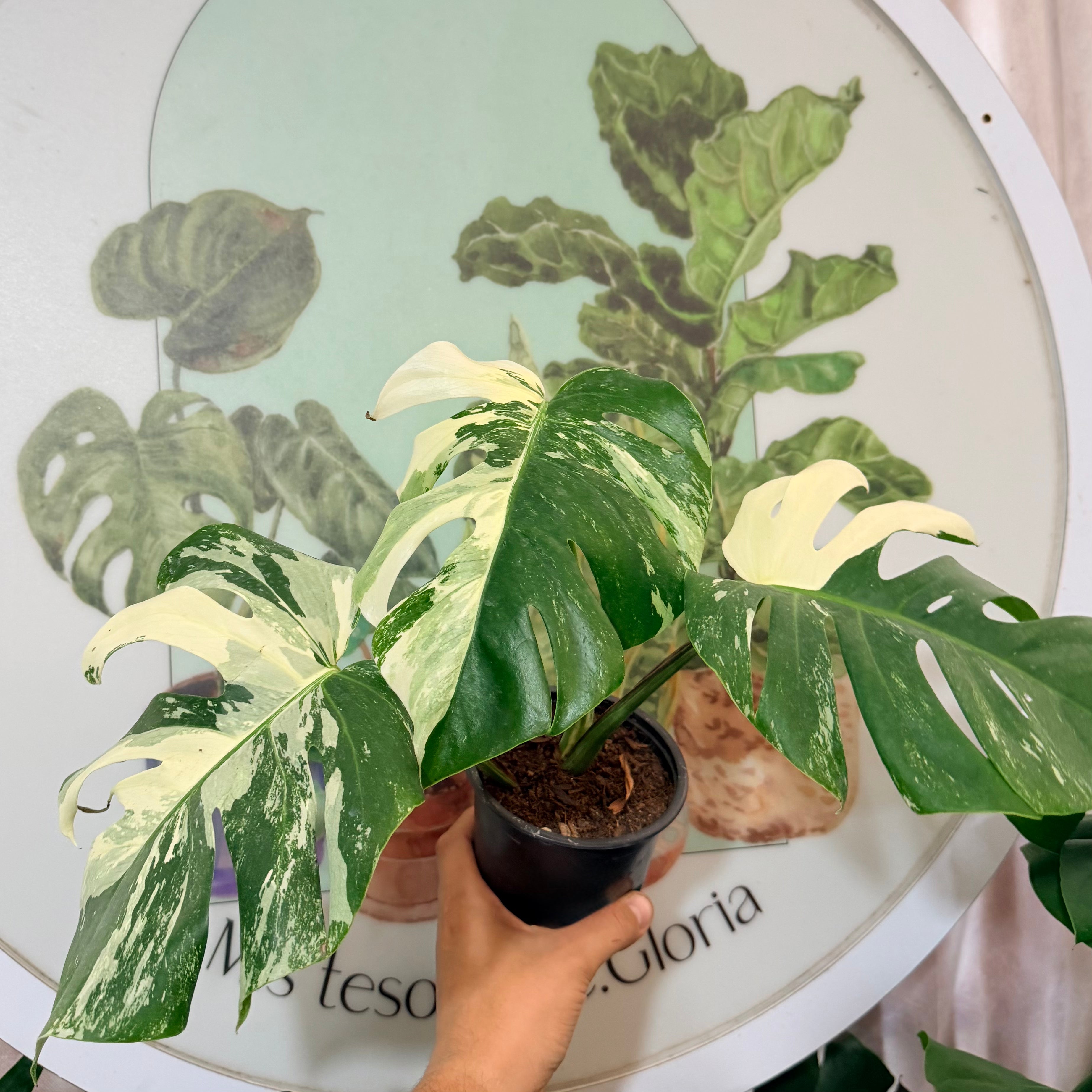 Monstera Deliciosa Variegada