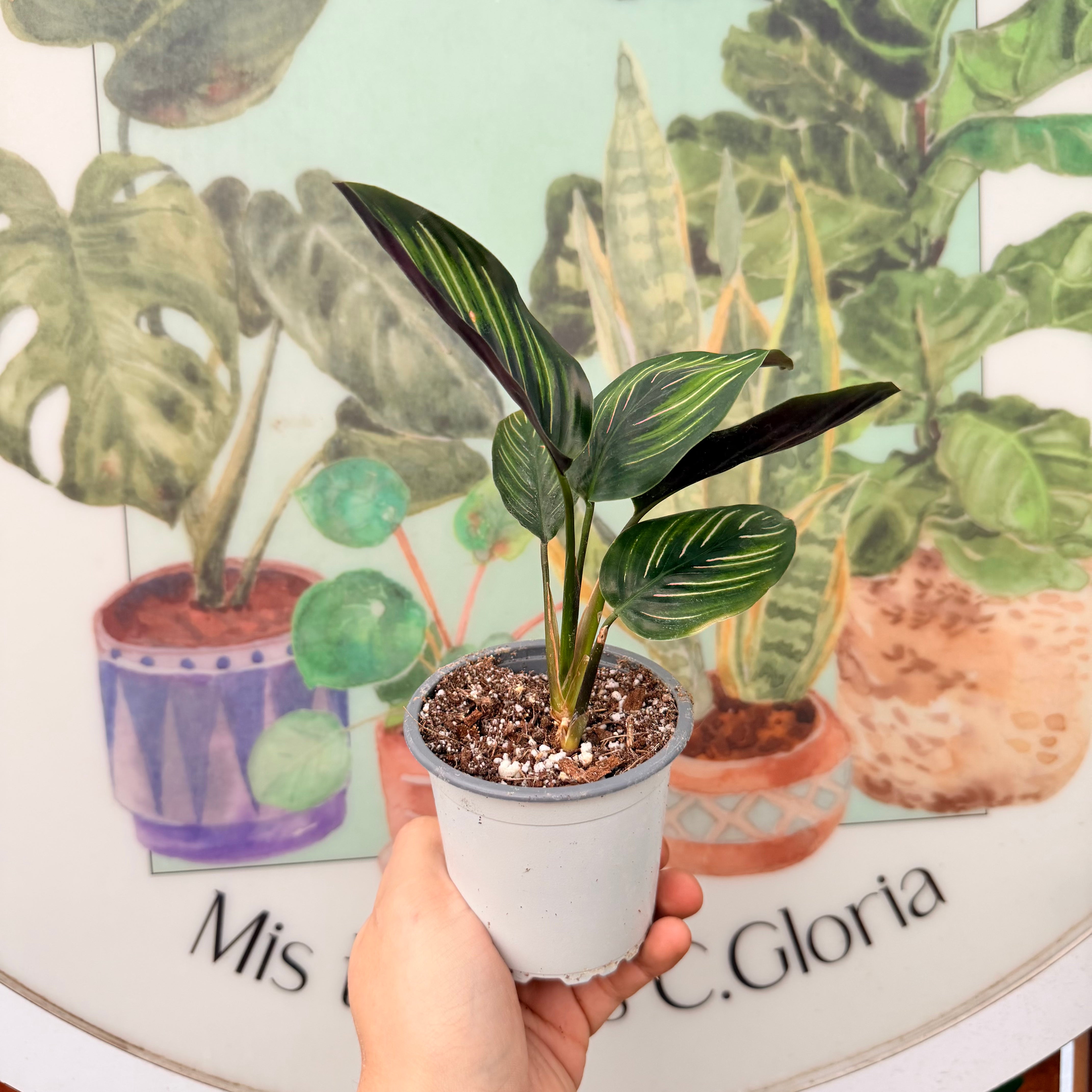 Calathea Ornata Beauty