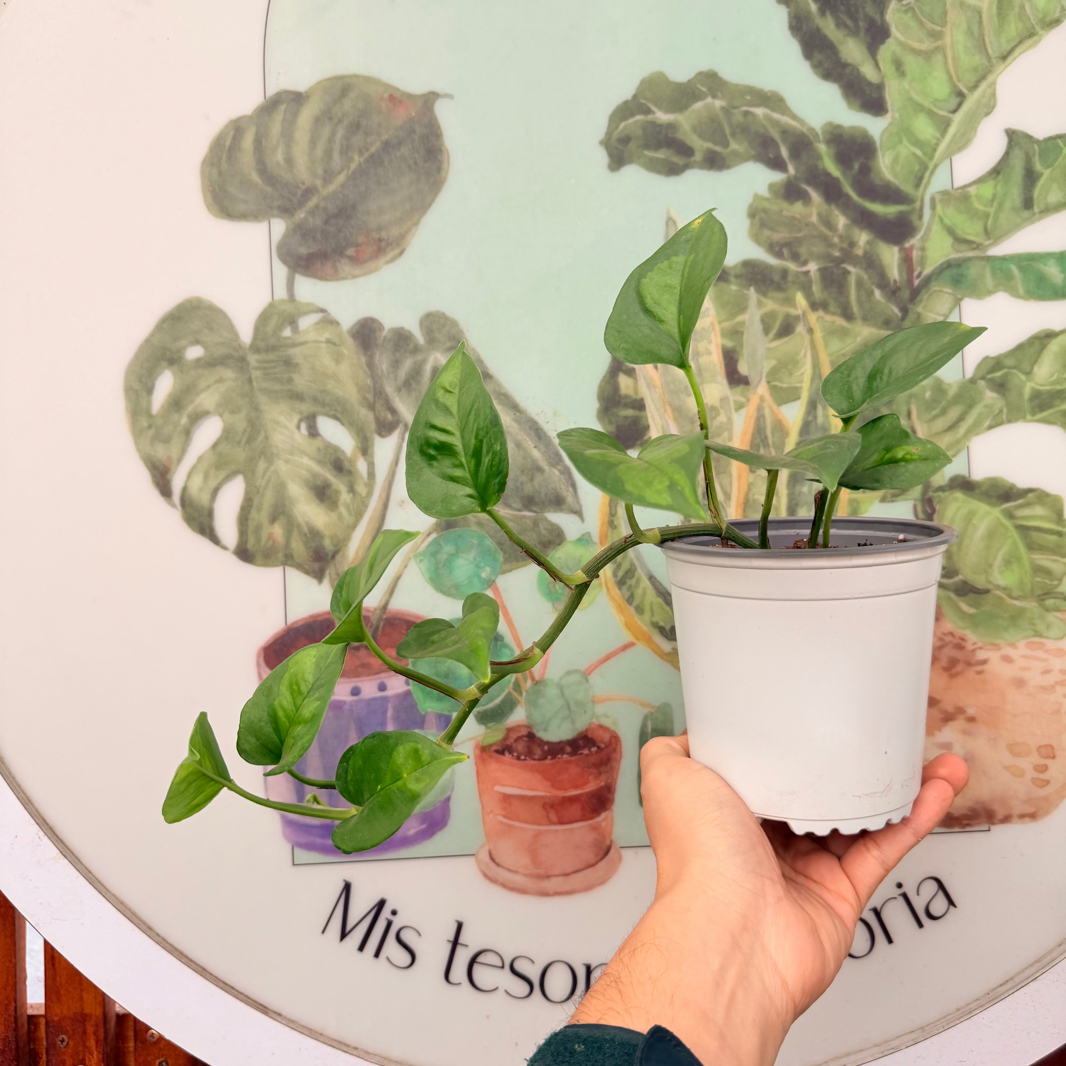 Pothus Global Green