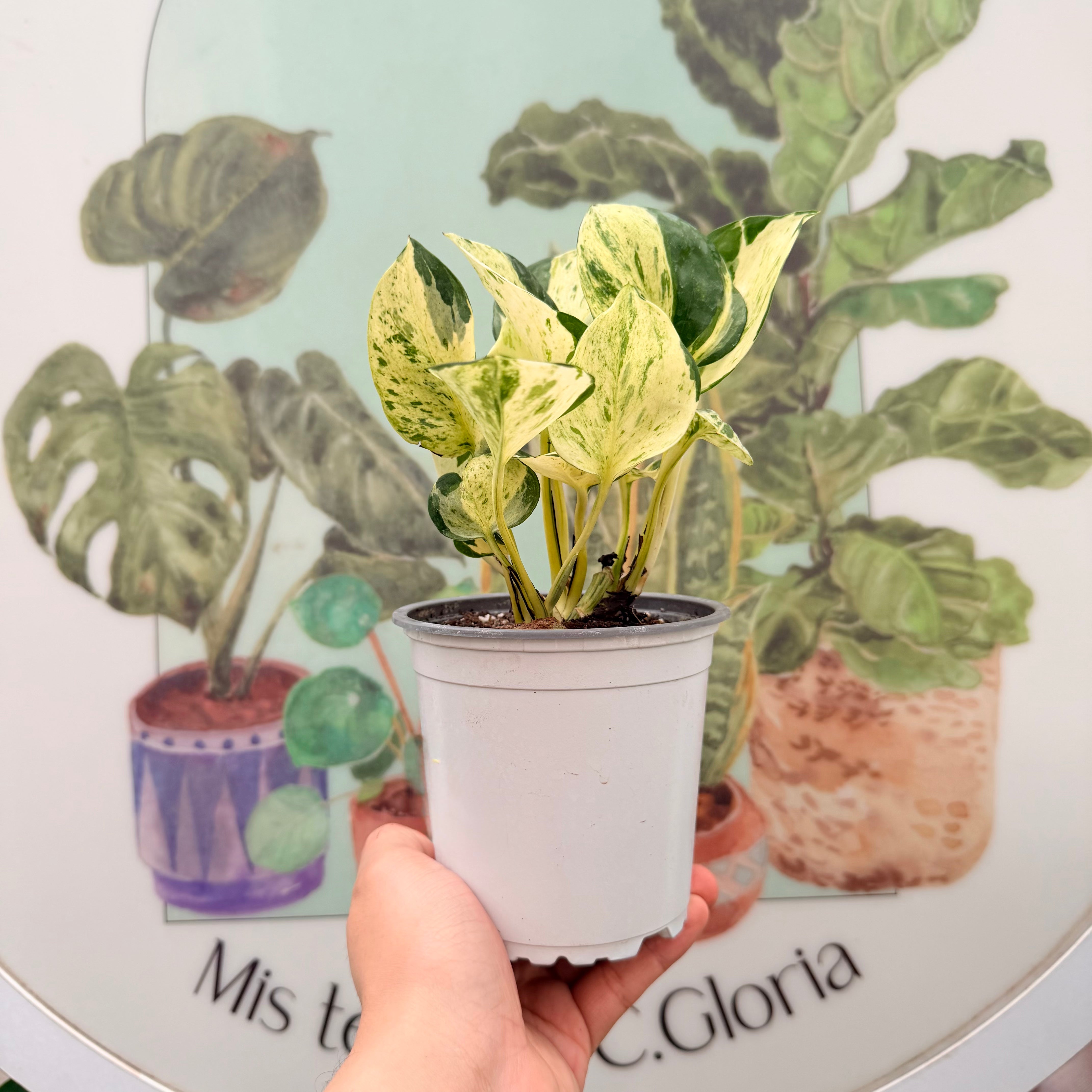 Scindapsus/Pothus Manjula