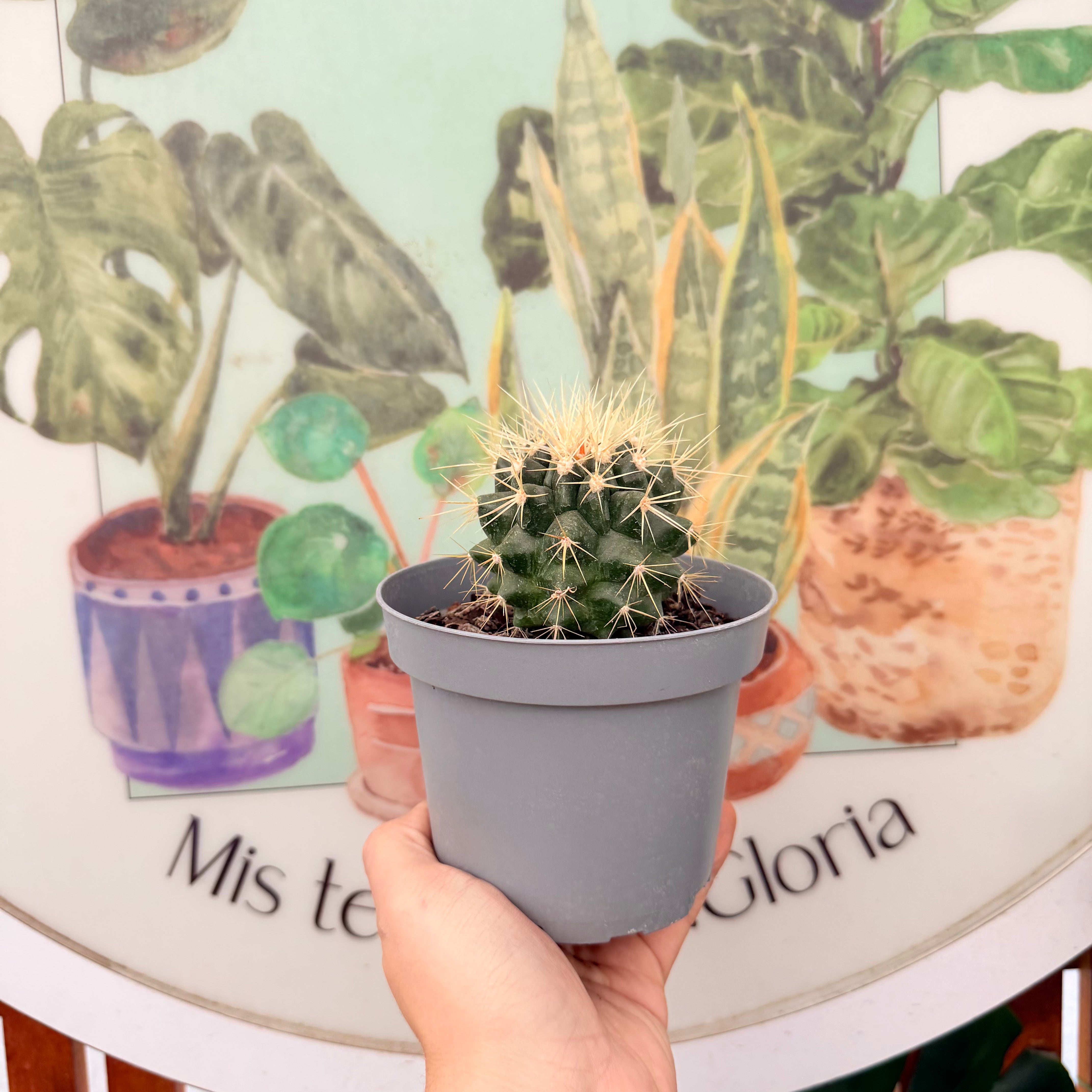 Echinocactus grusonii "Asiento de la suegra"