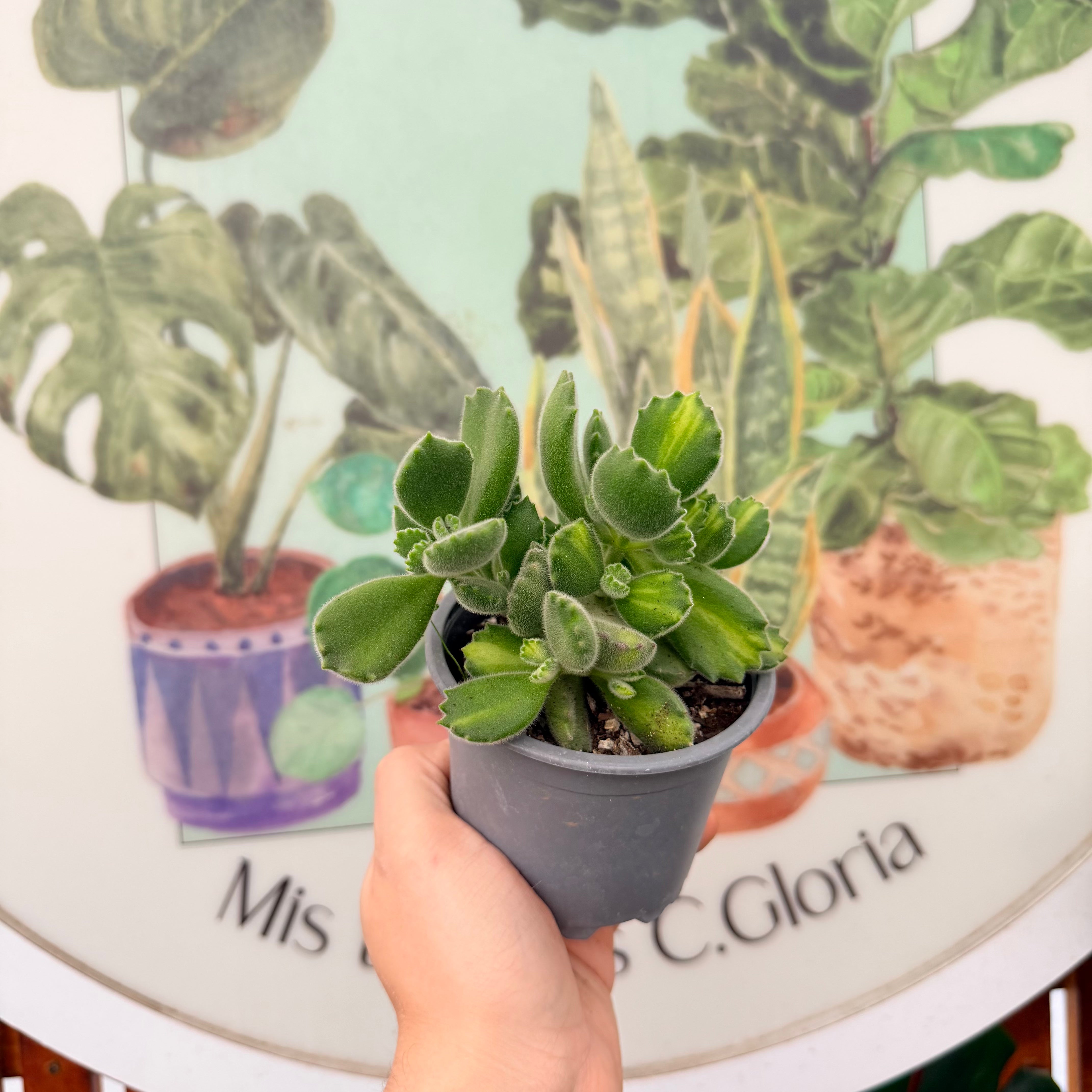 Cotyledon Tomentosa Lemon "Garrita de Oso"