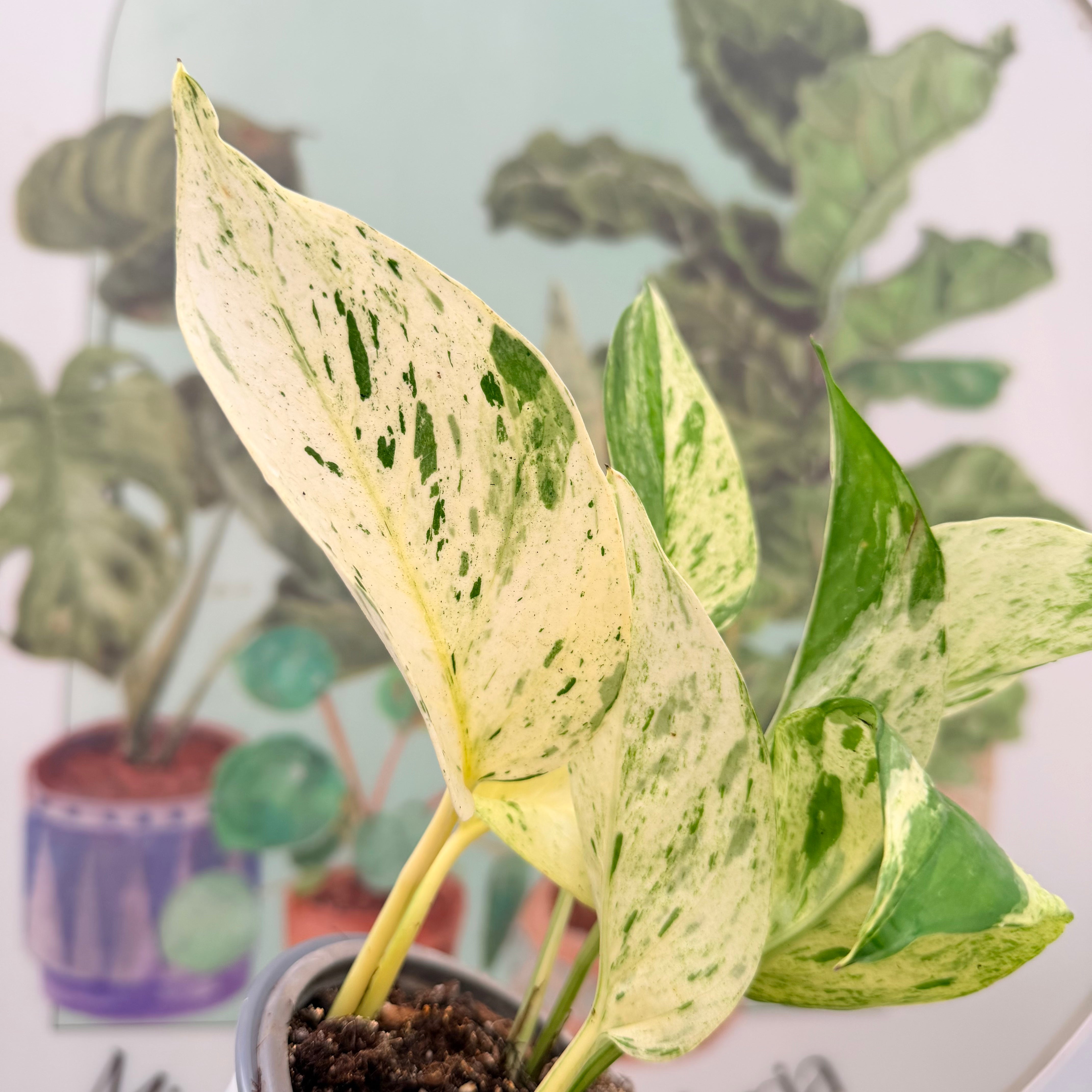 Pothus Marble Queen