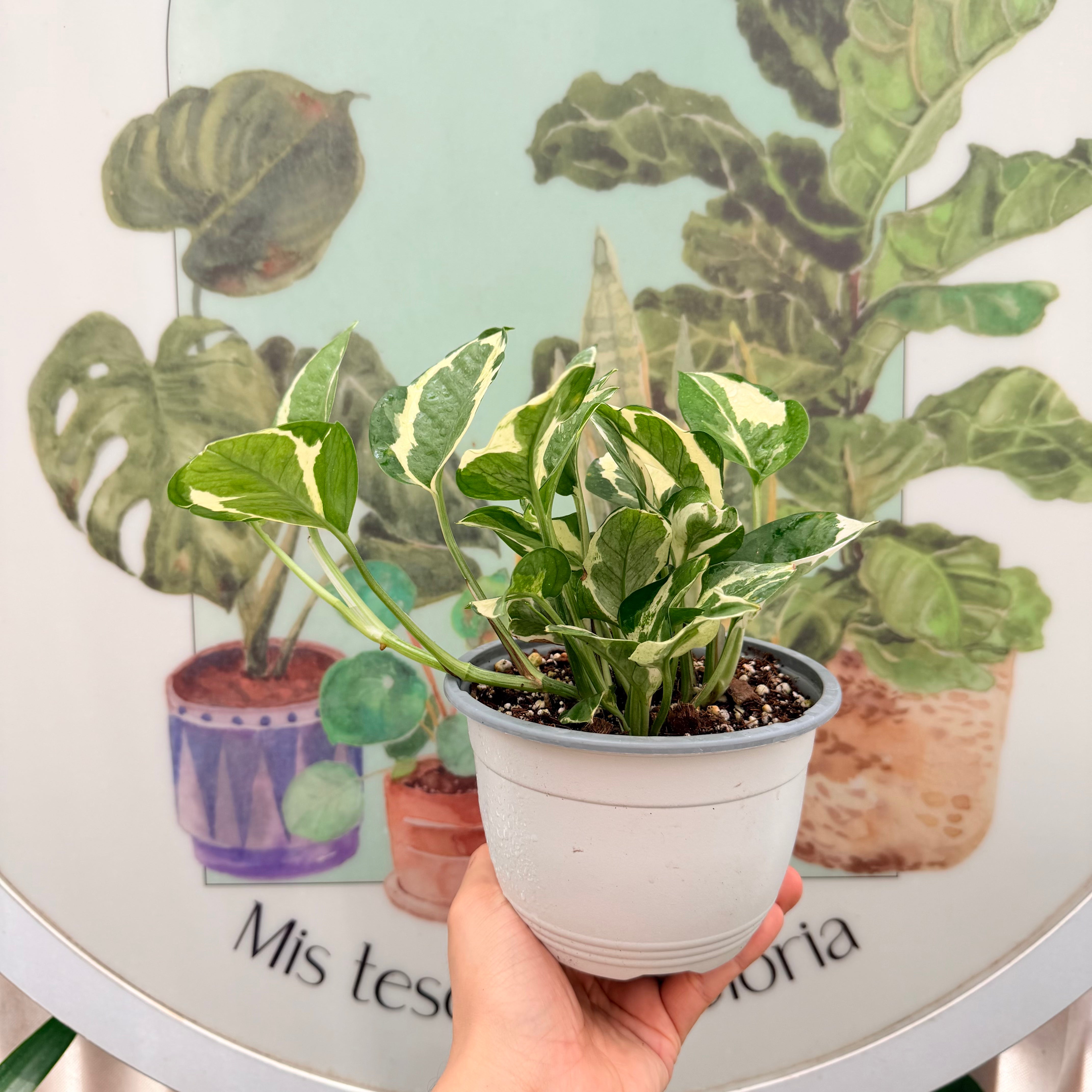 Scindapsus Pearl and Jade  MM