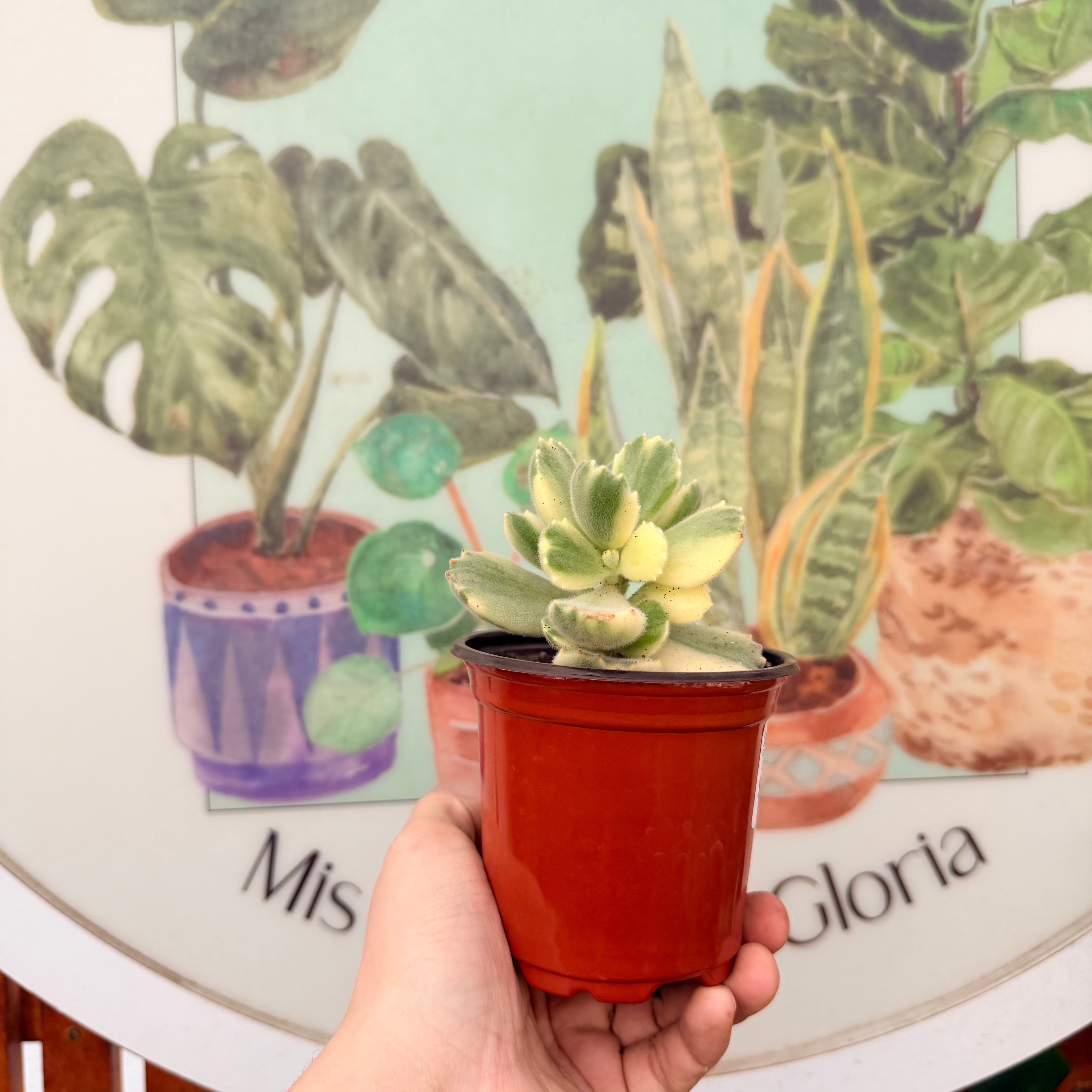 Cotyledon Tomentosa Variegada "Garrita de Oso"