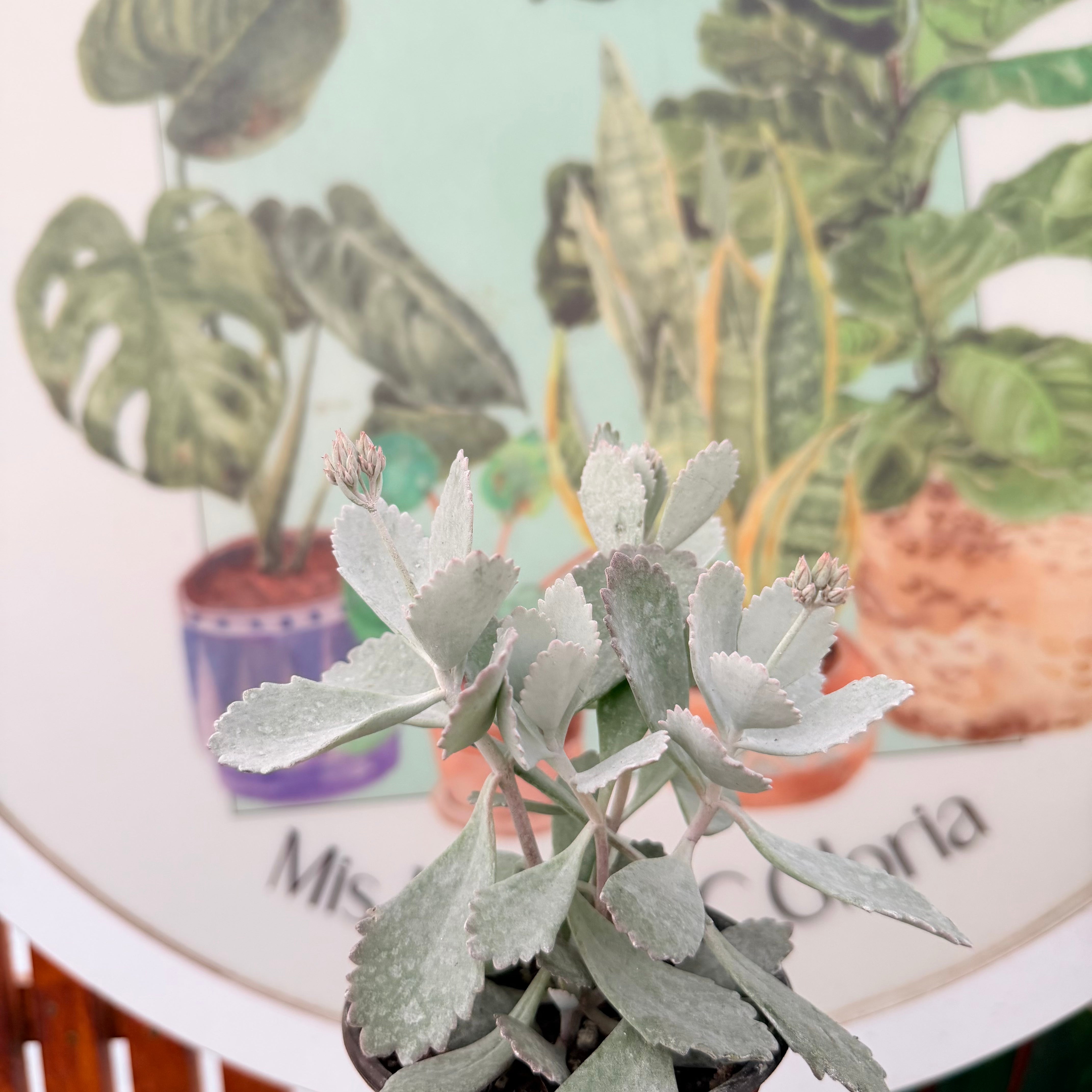 Kalanchoe Pumilla Pink
